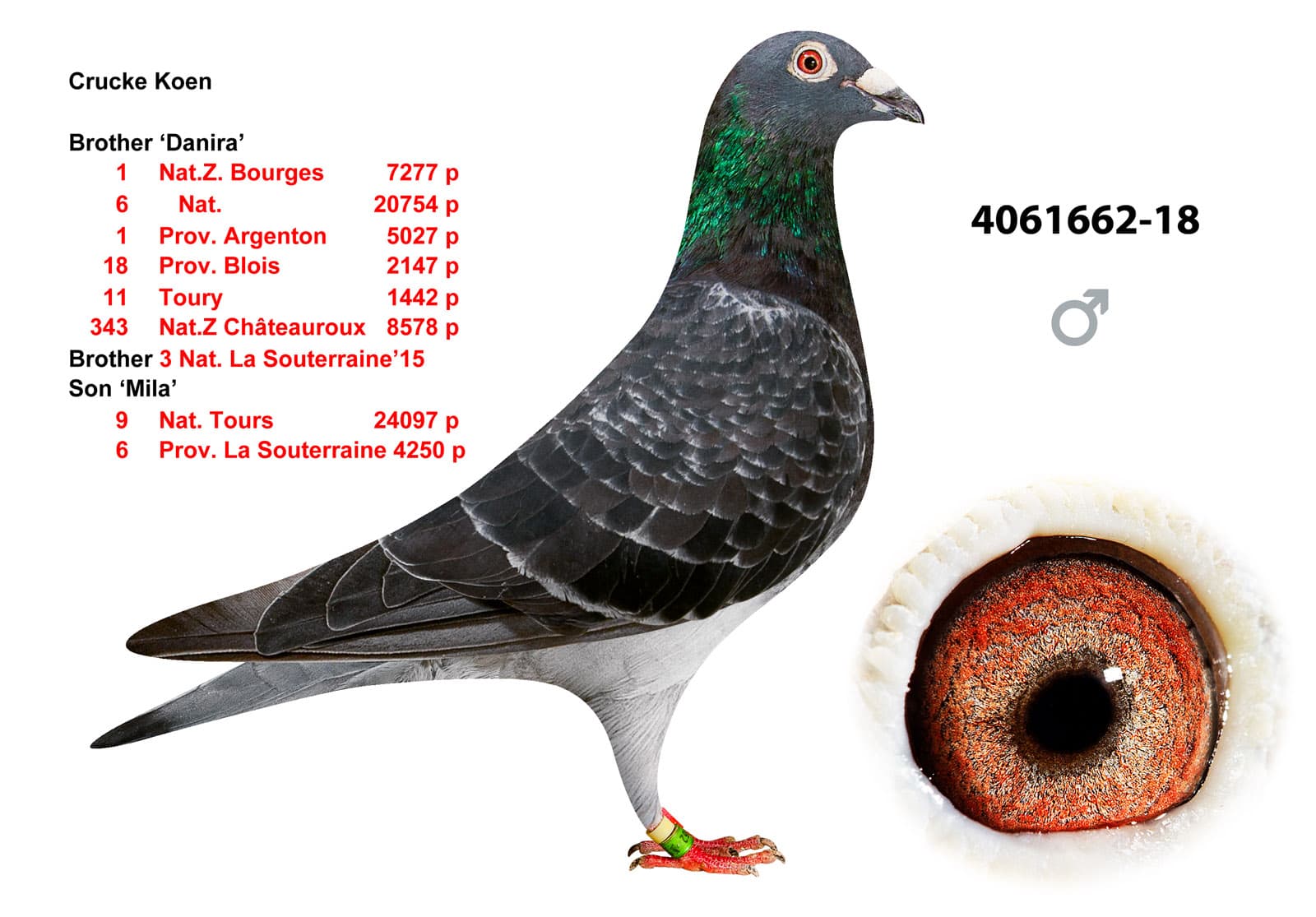 pigeon: undefined