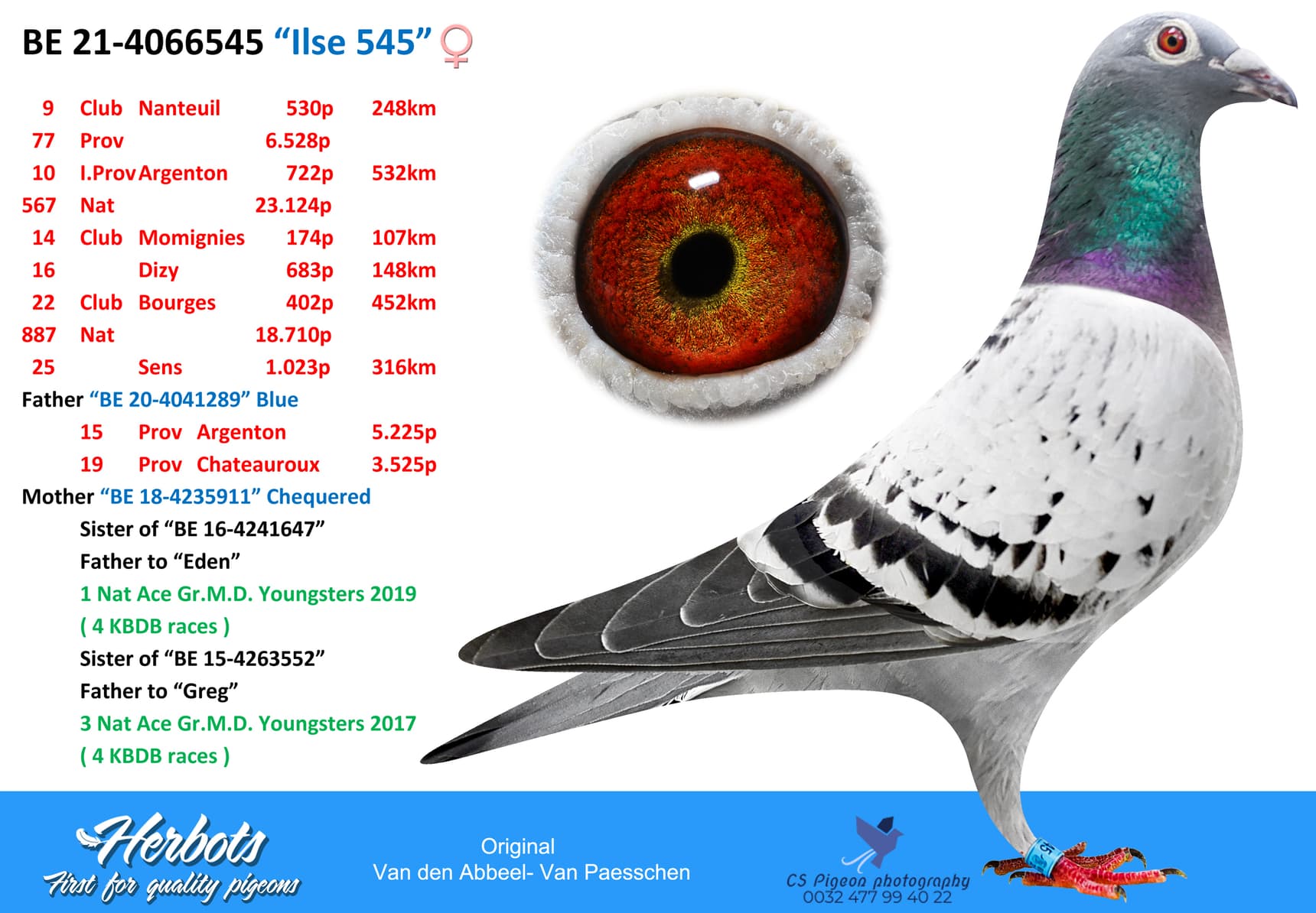 pigeon: undefined