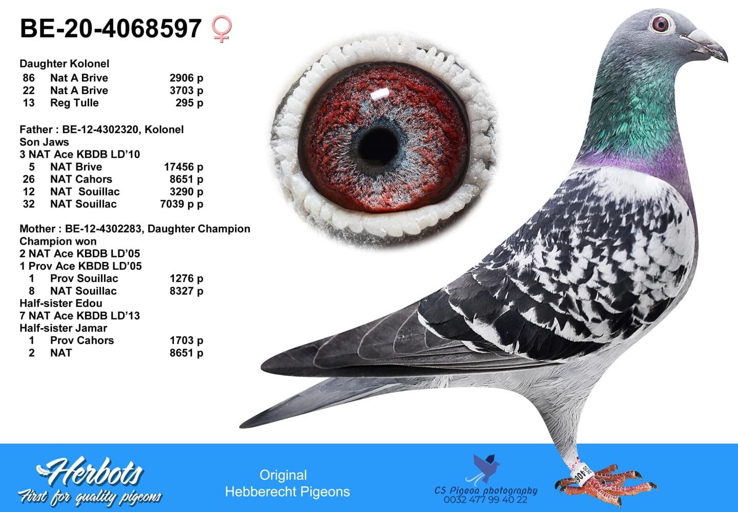 pigeon: undefined