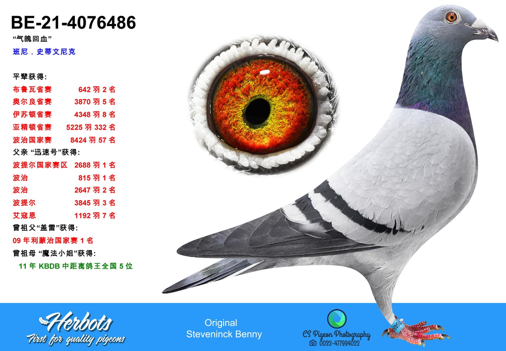 pigeon: Inbred Chipo