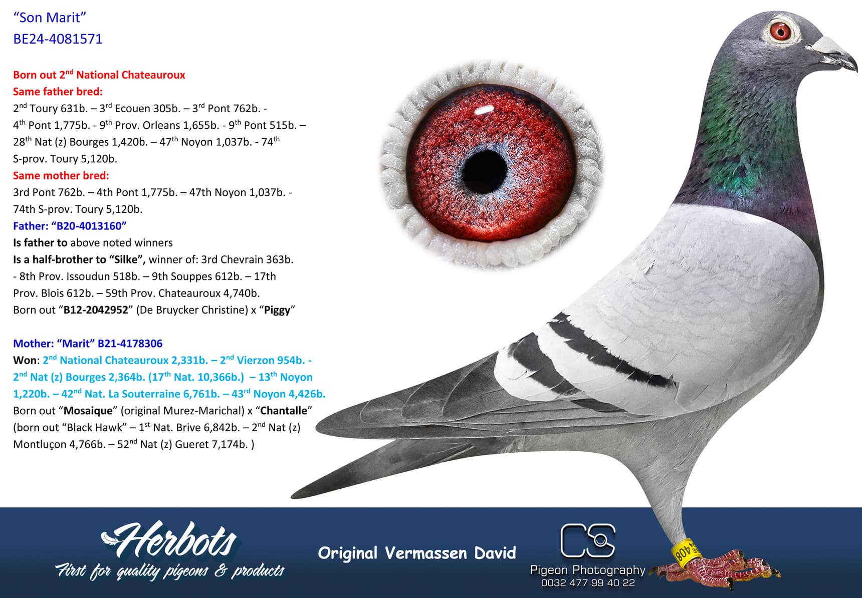 pigeon: undefined