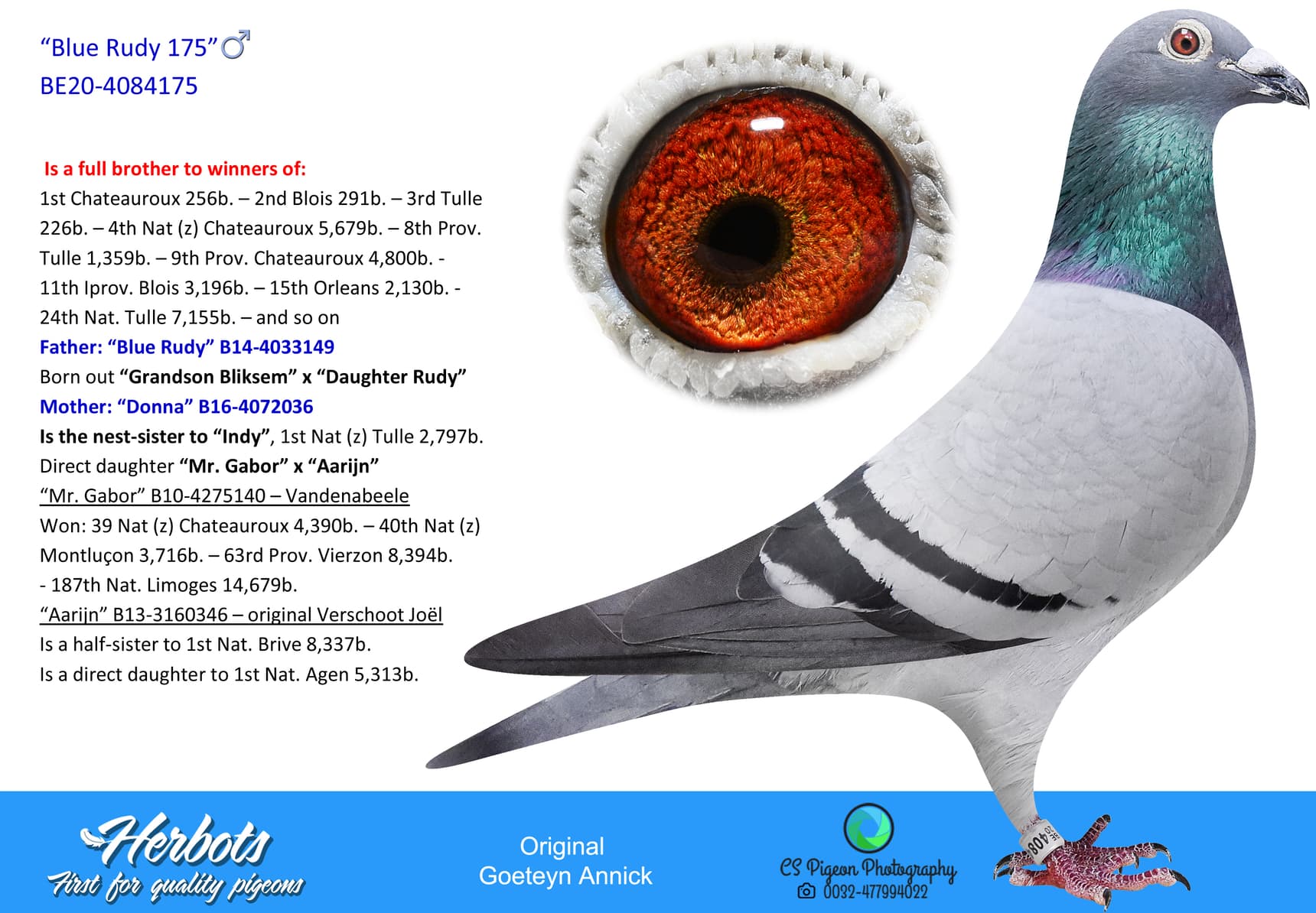 pigeon: undefined
