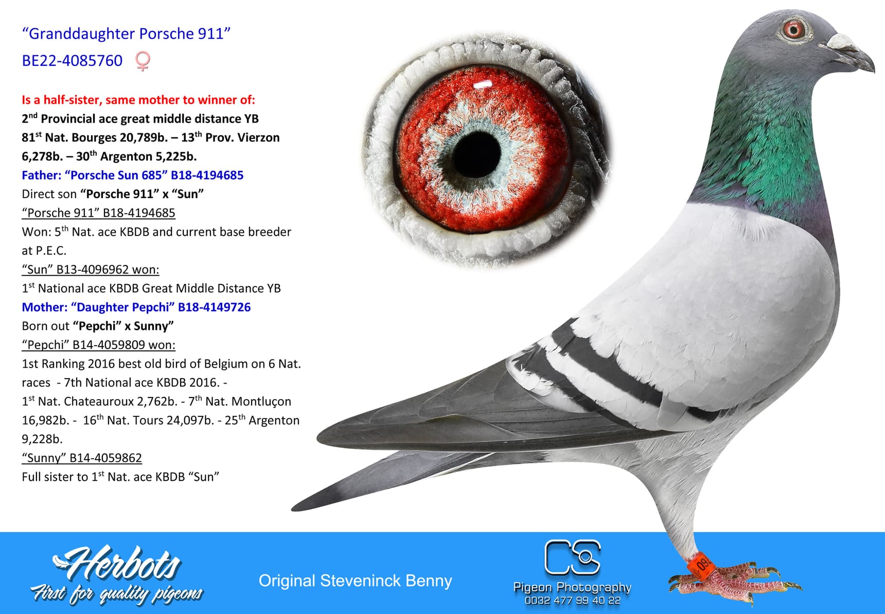 pigeon: undefined