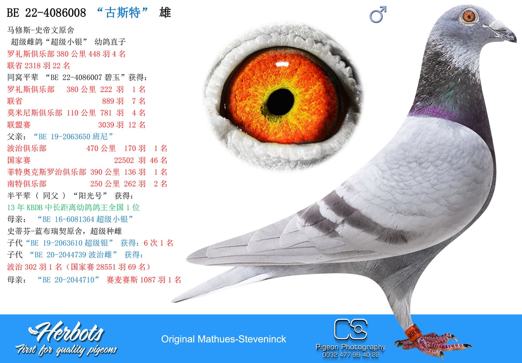 pigeon: undefined