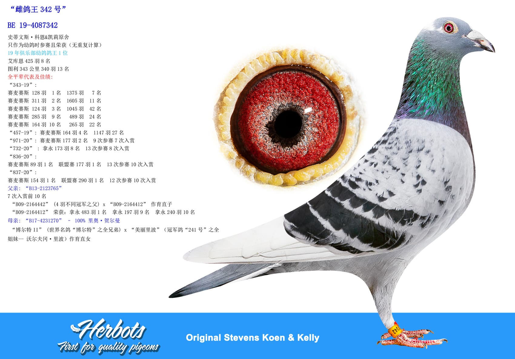 pigeon: undefined
