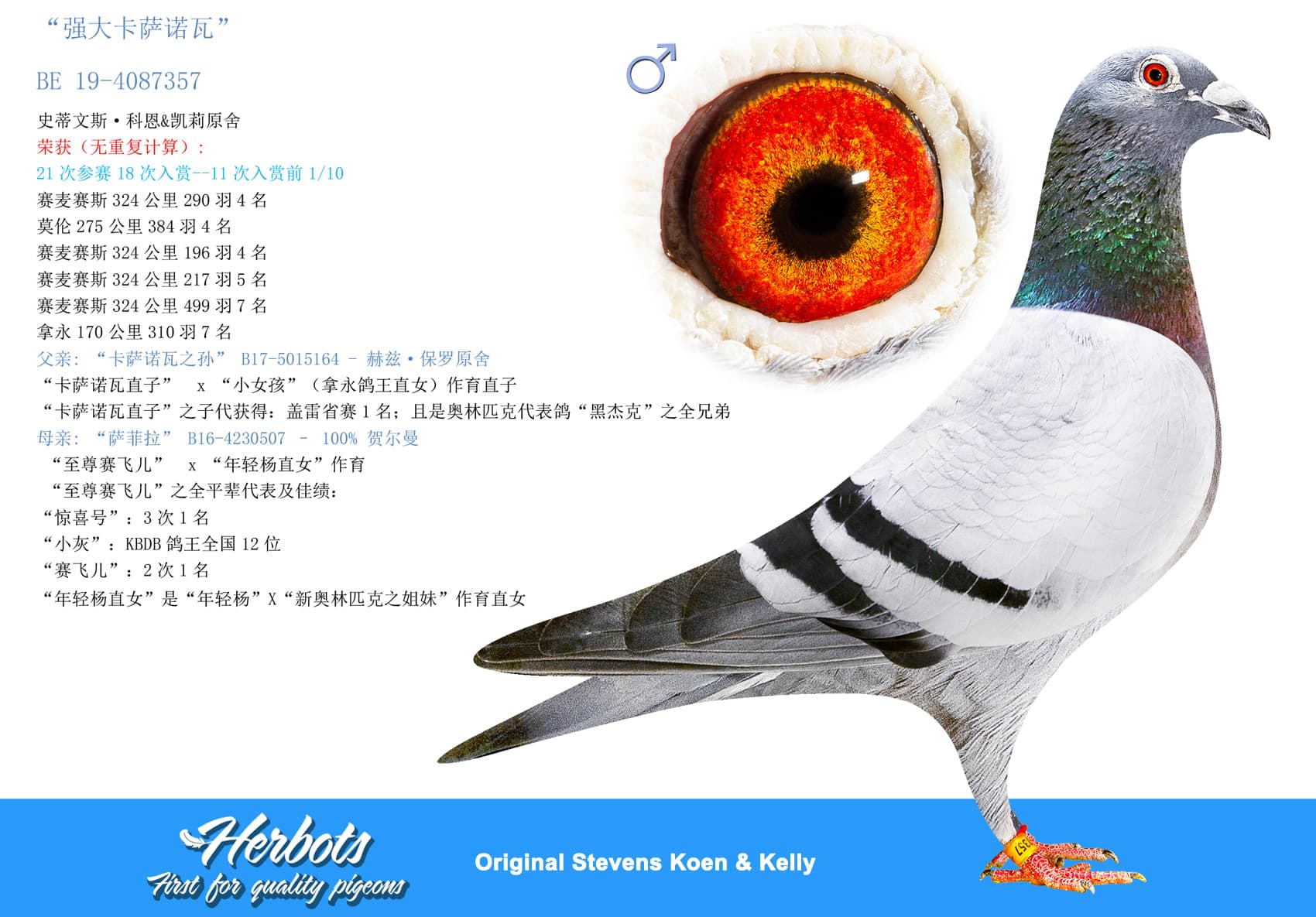 pigeon: undefined