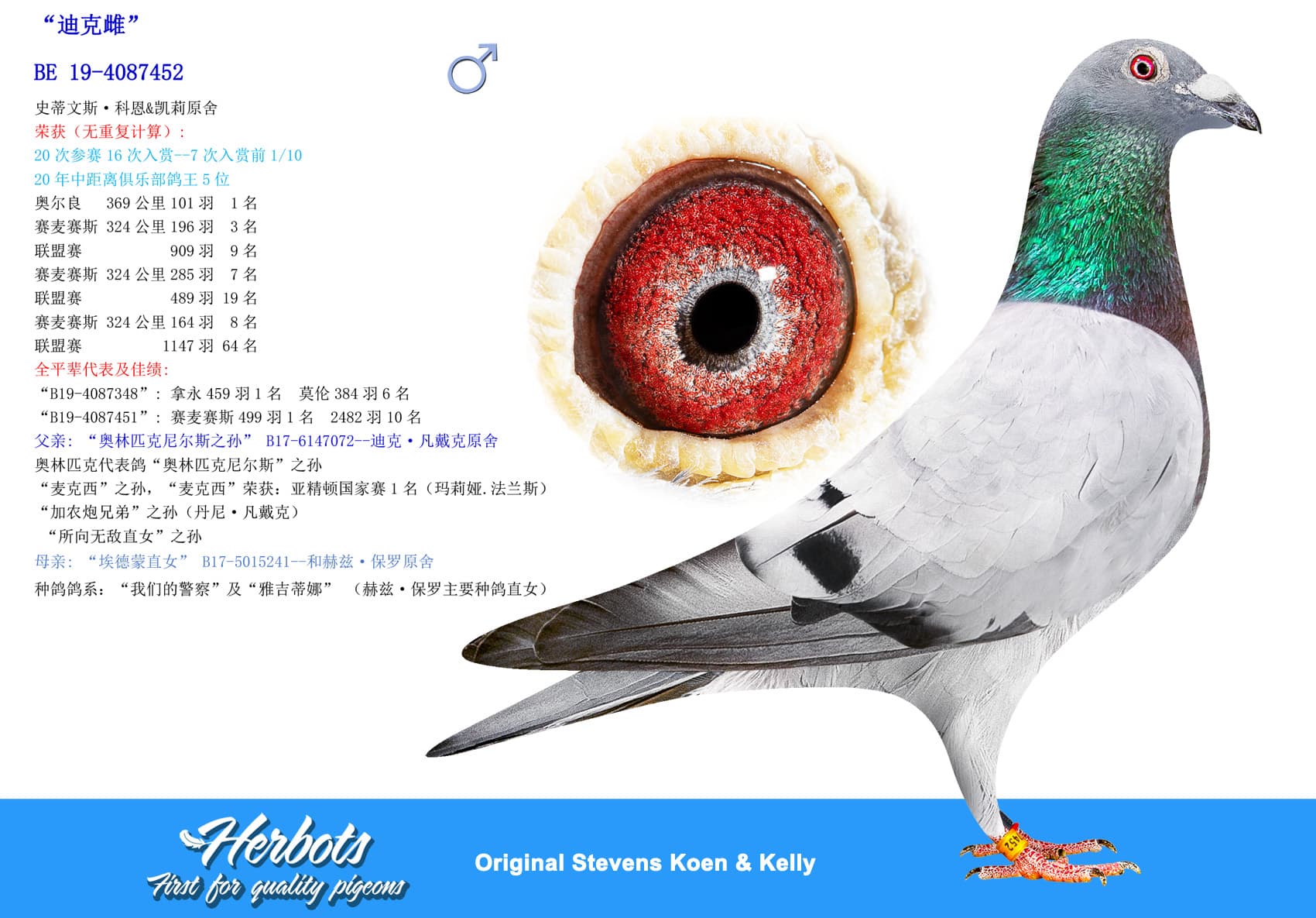 pigeon: undefined