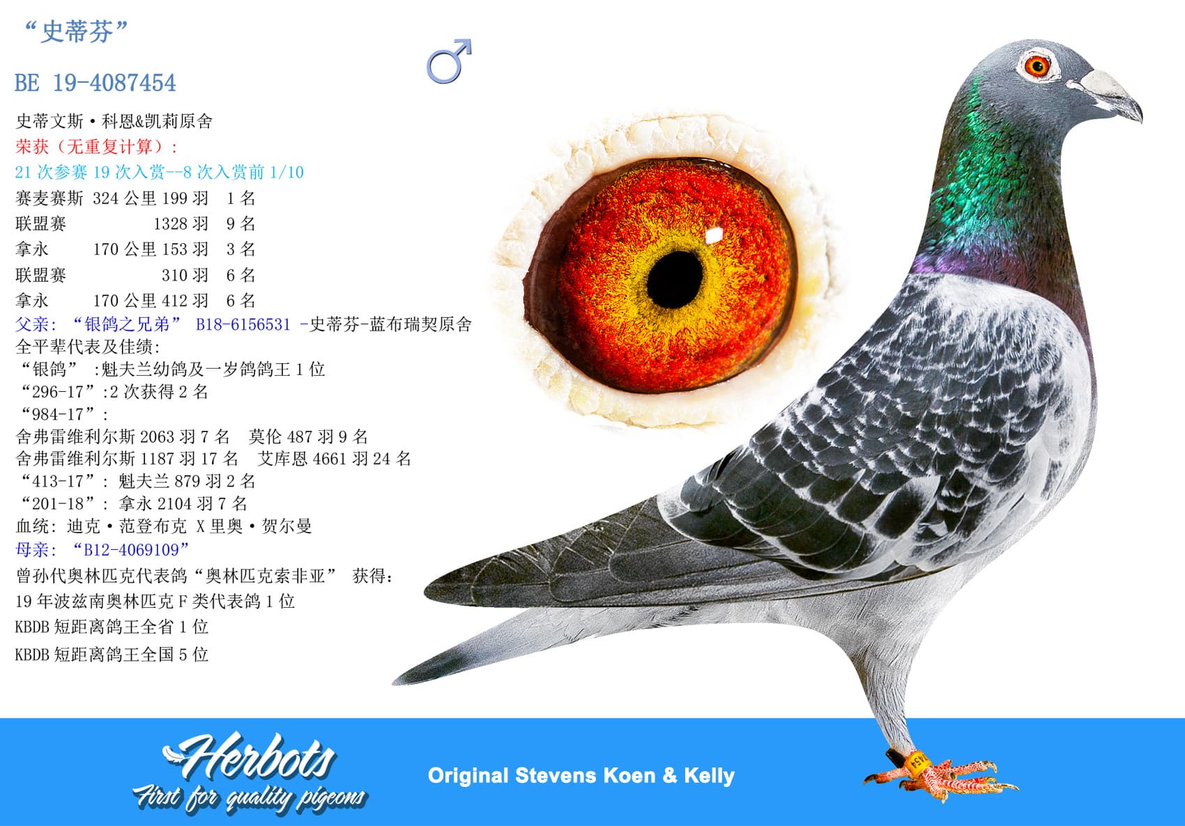 pigeon: undefined