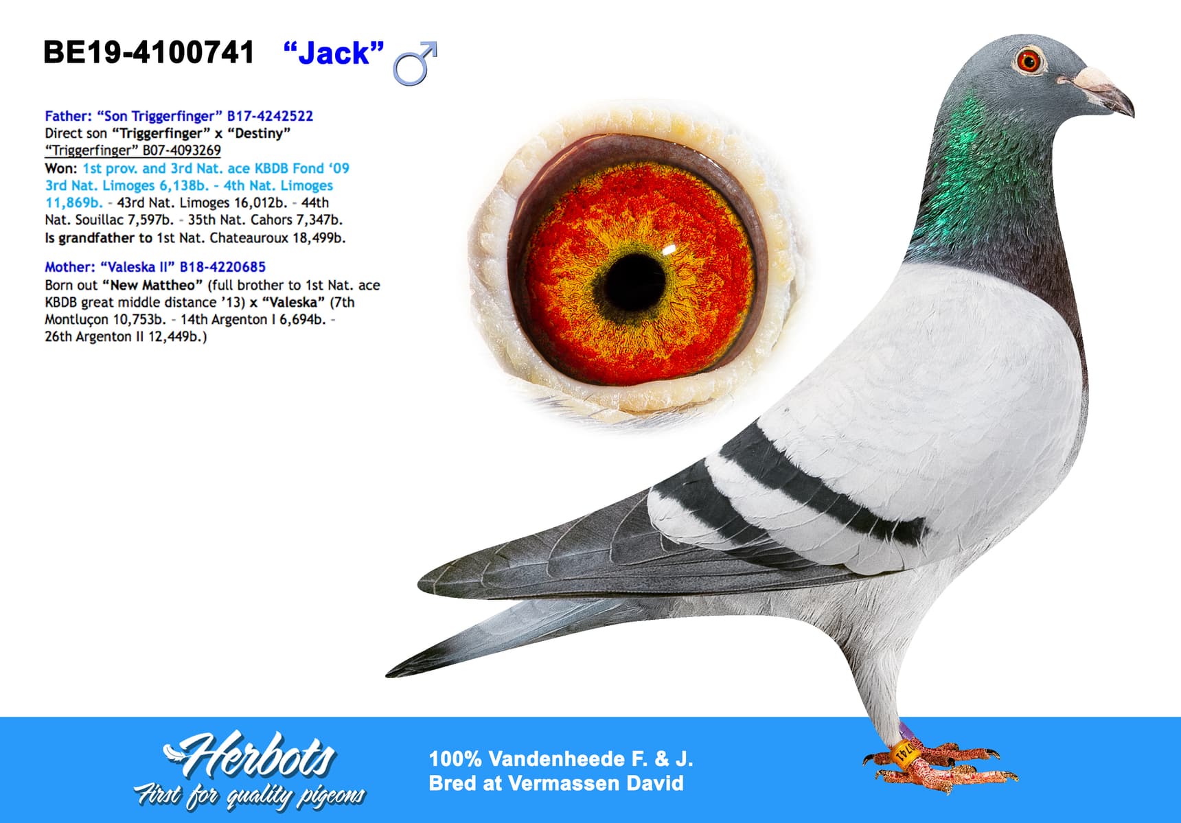 pigeon: undefined