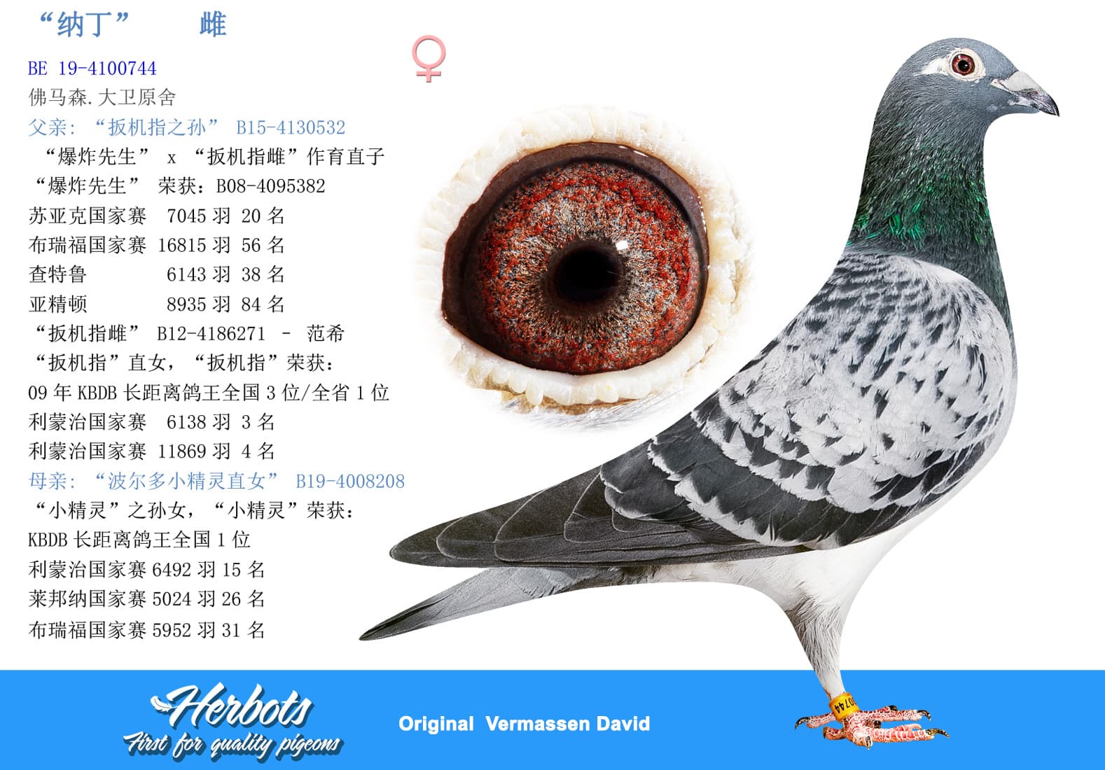 pigeon: undefined