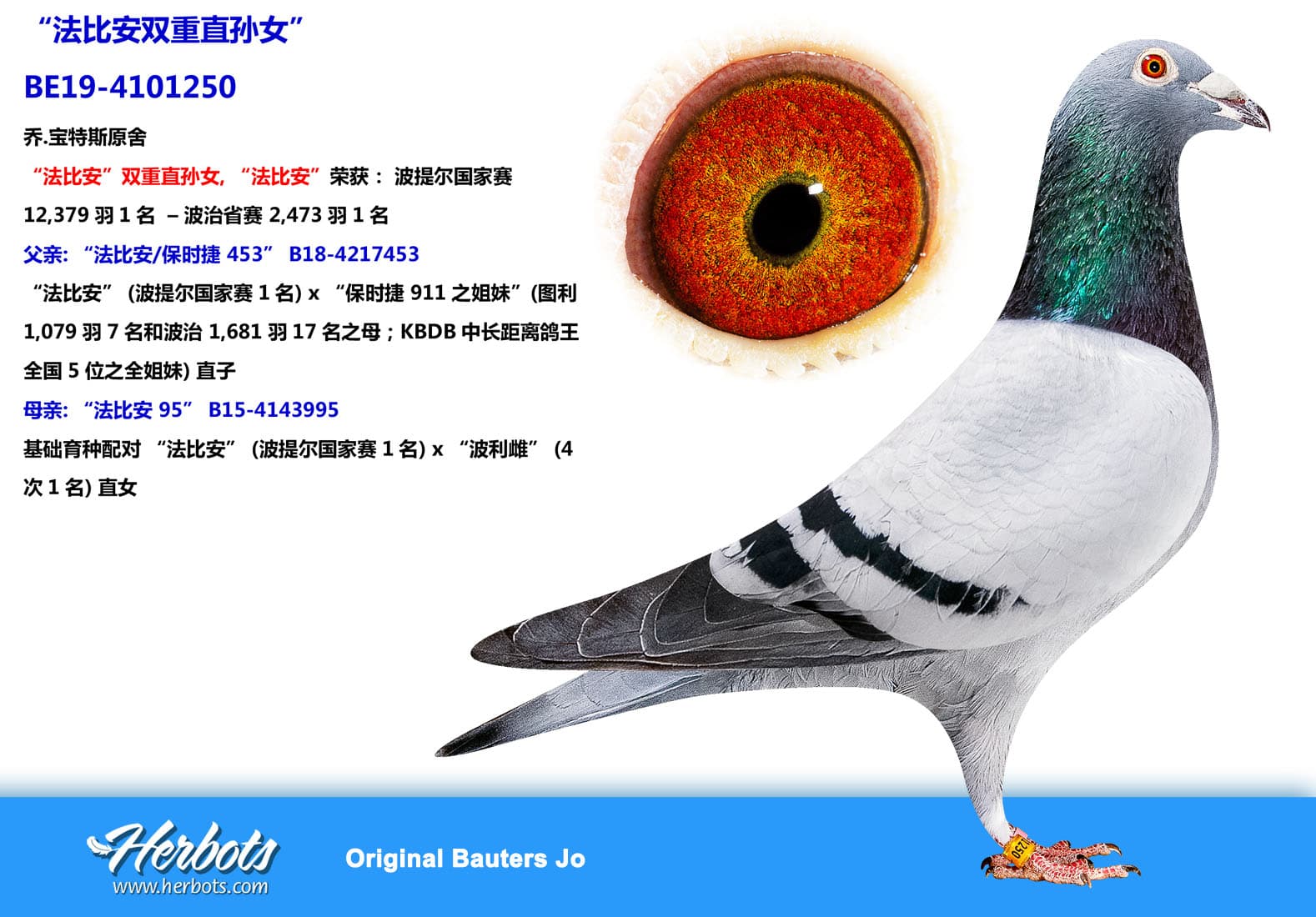 pigeon: “法比安双重直孙女”
