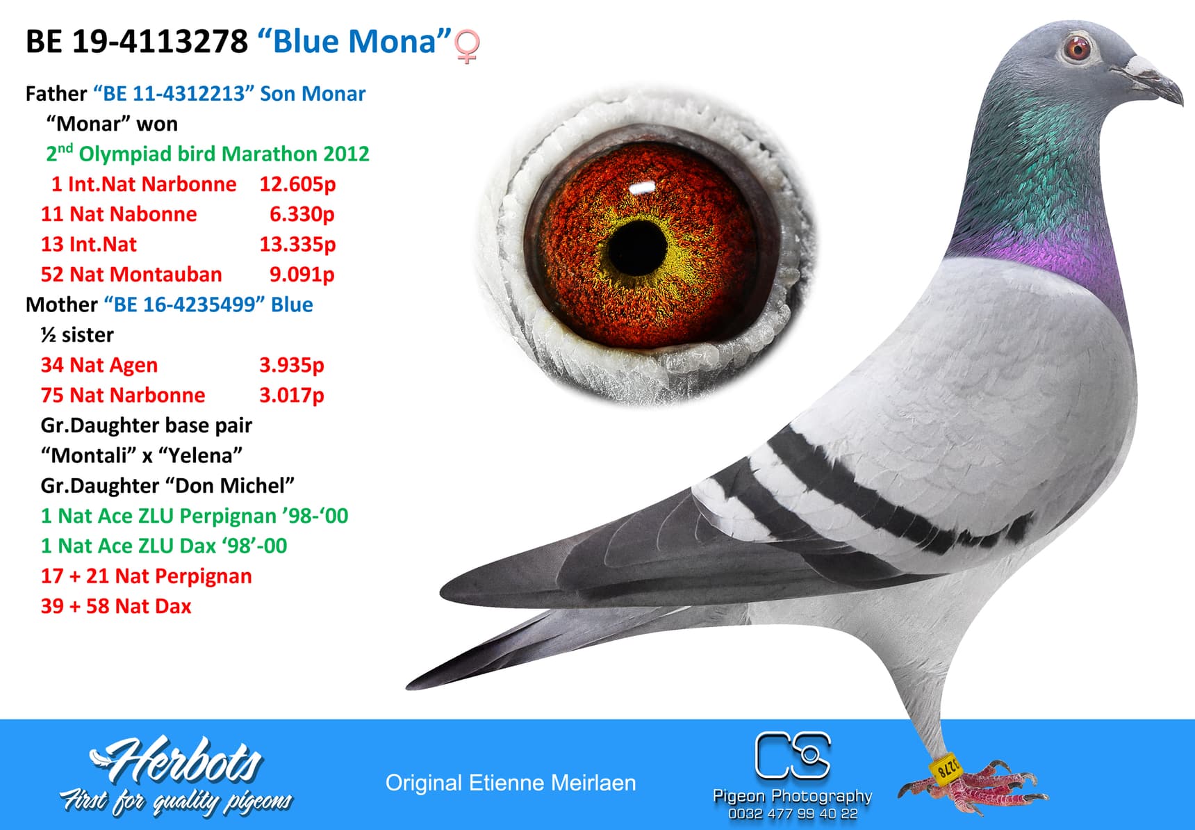 pigeon: undefined