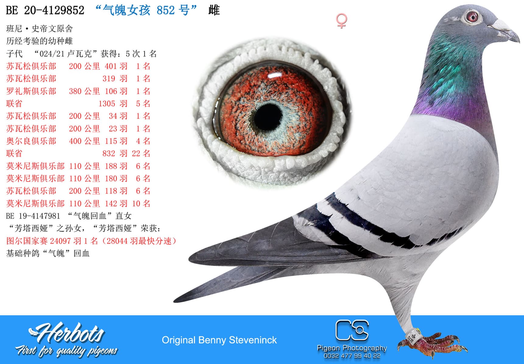 pigeon: “气魄女孩 852号”