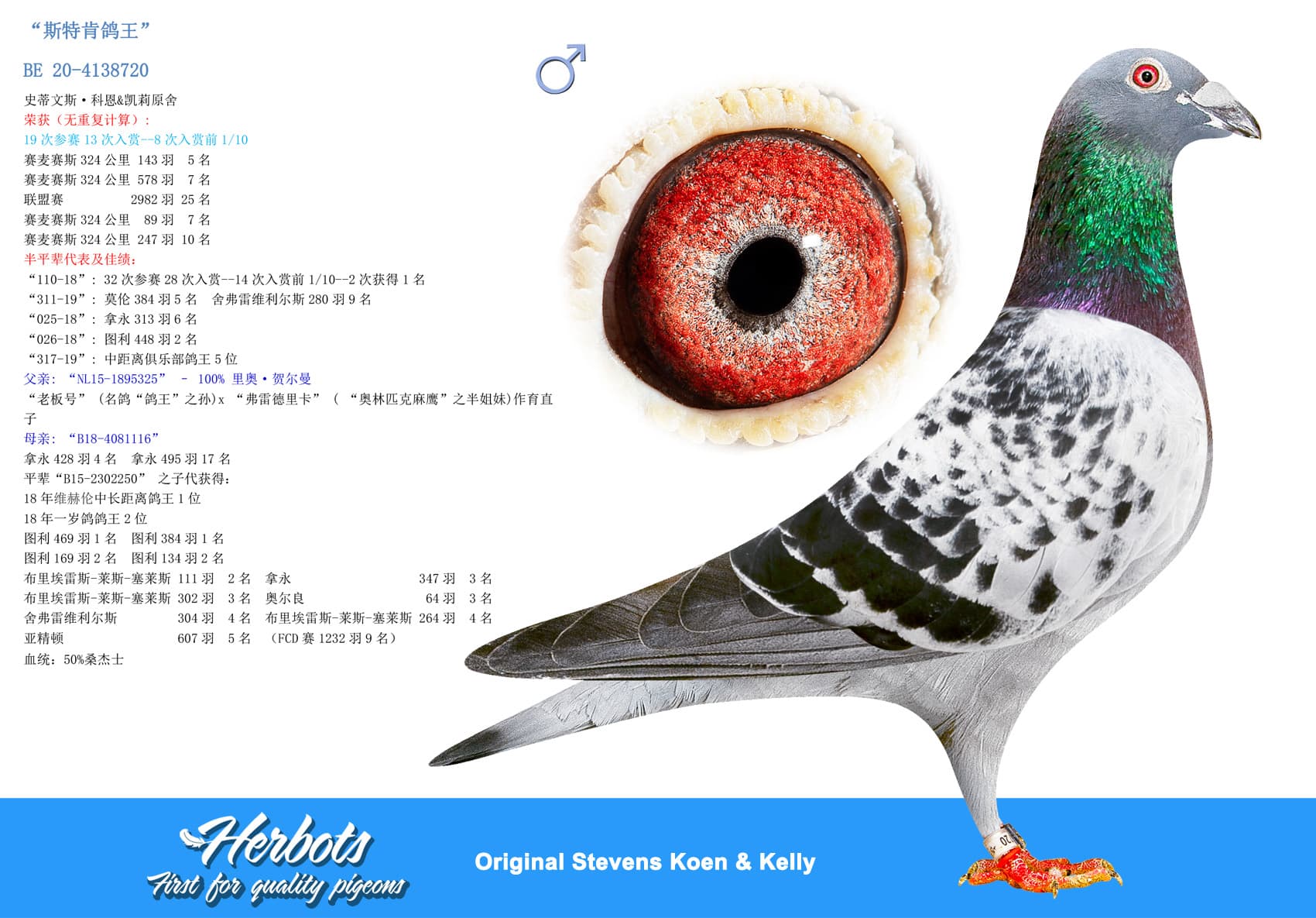 pigeon: undefined