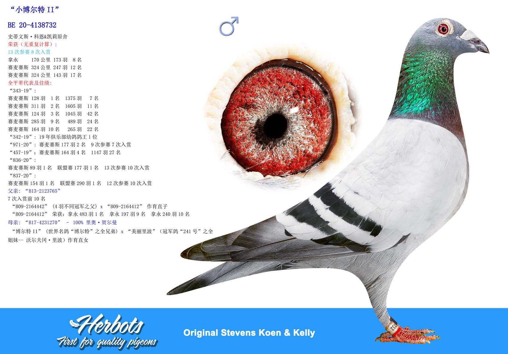 pigeon: undefined
