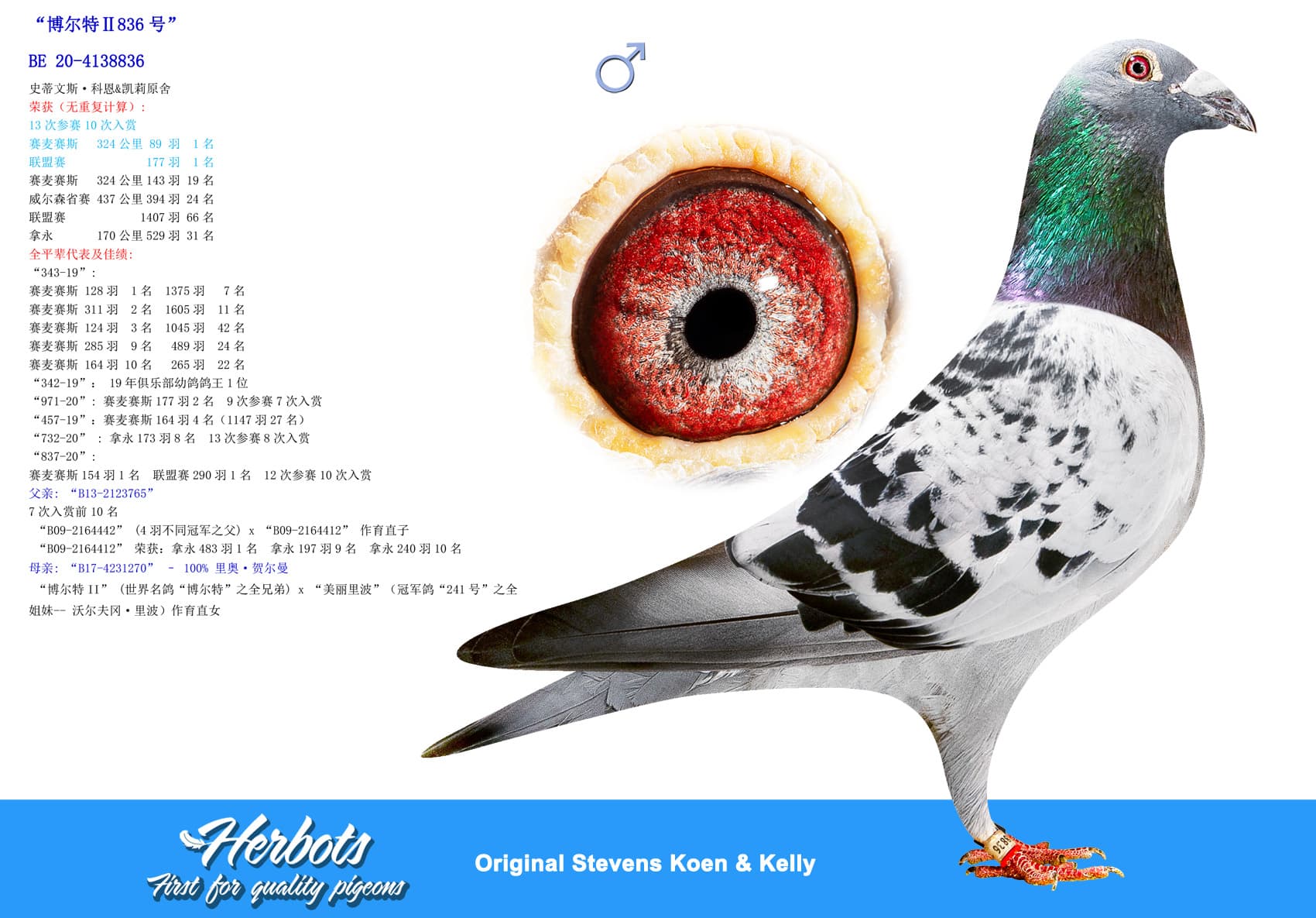 pigeon: undefined