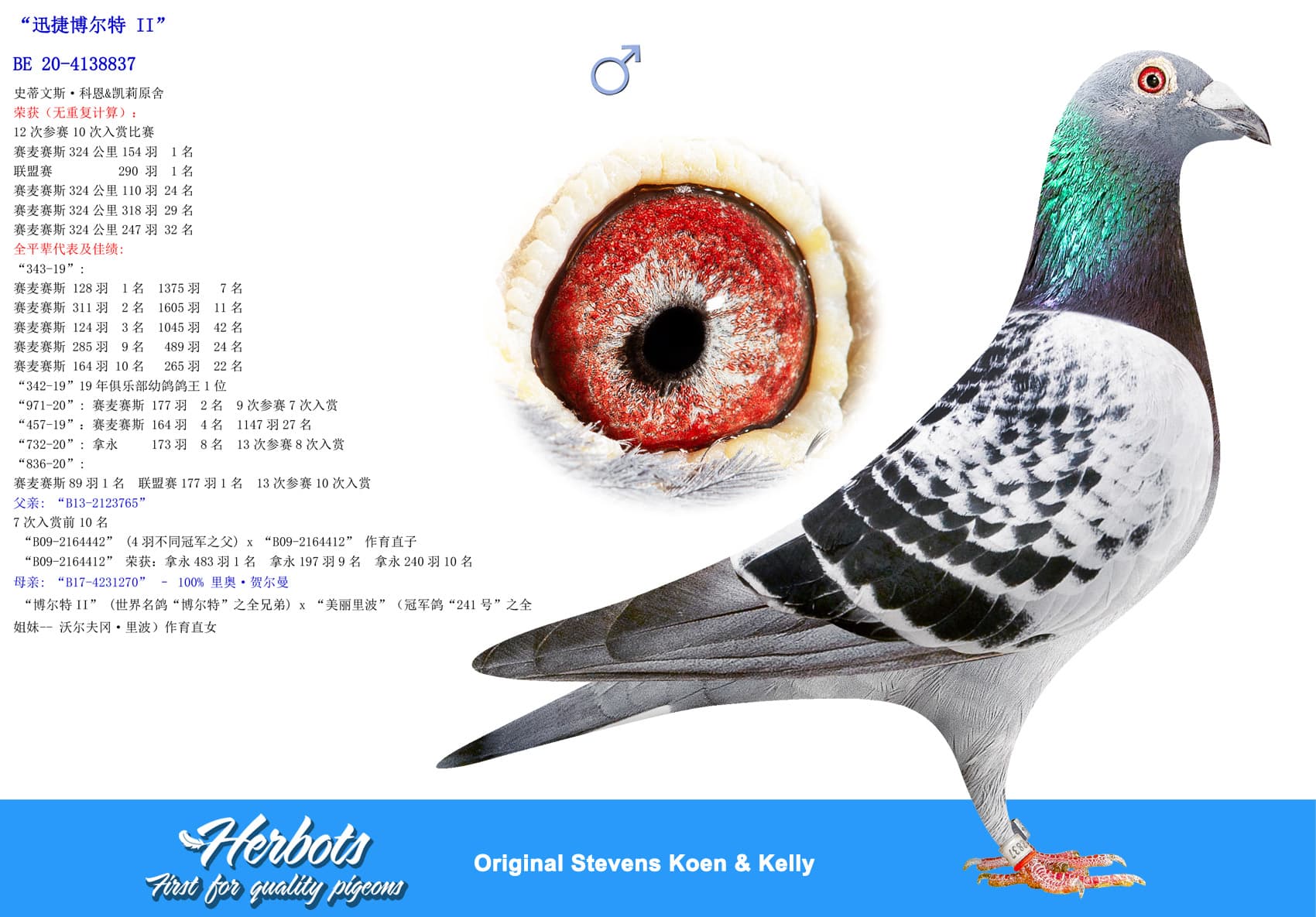 pigeon: undefined
