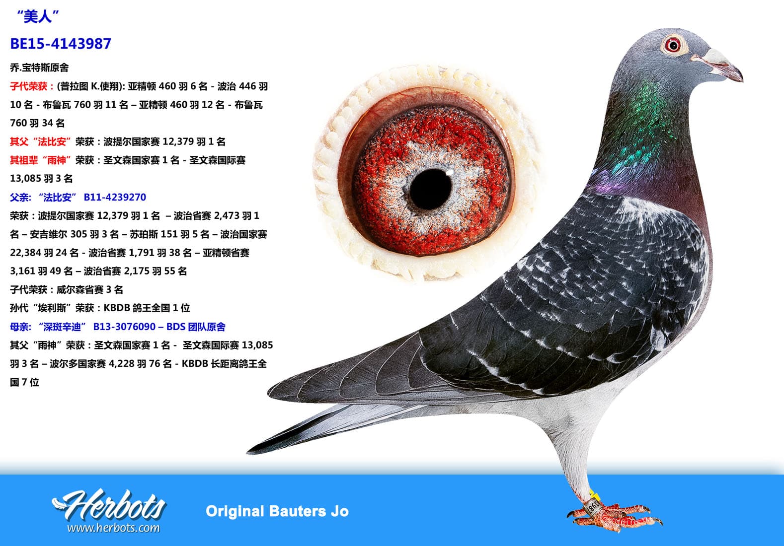 pigeon: undefined