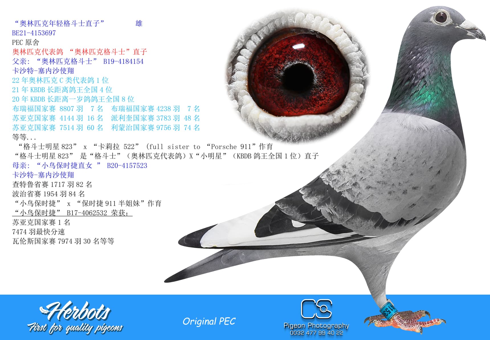 pigeon: undefined