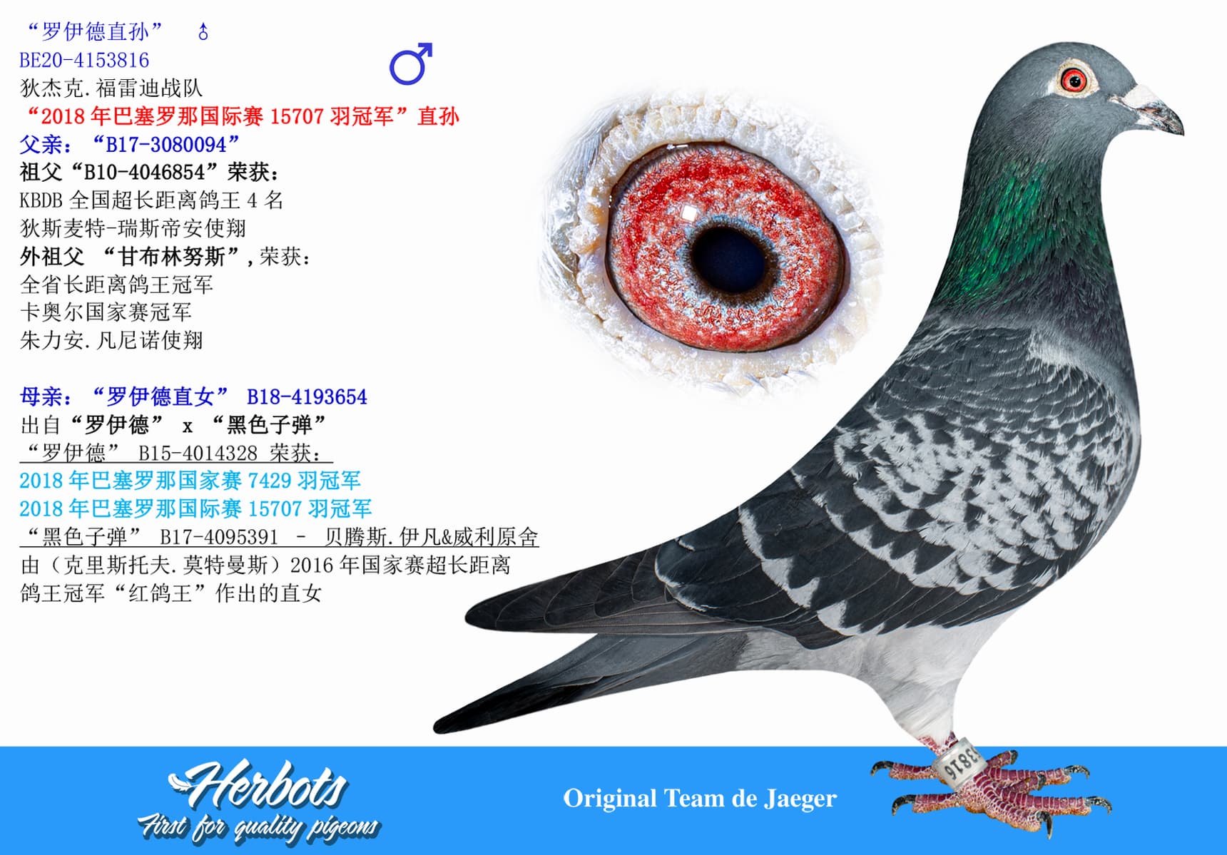 pigeon: undefined