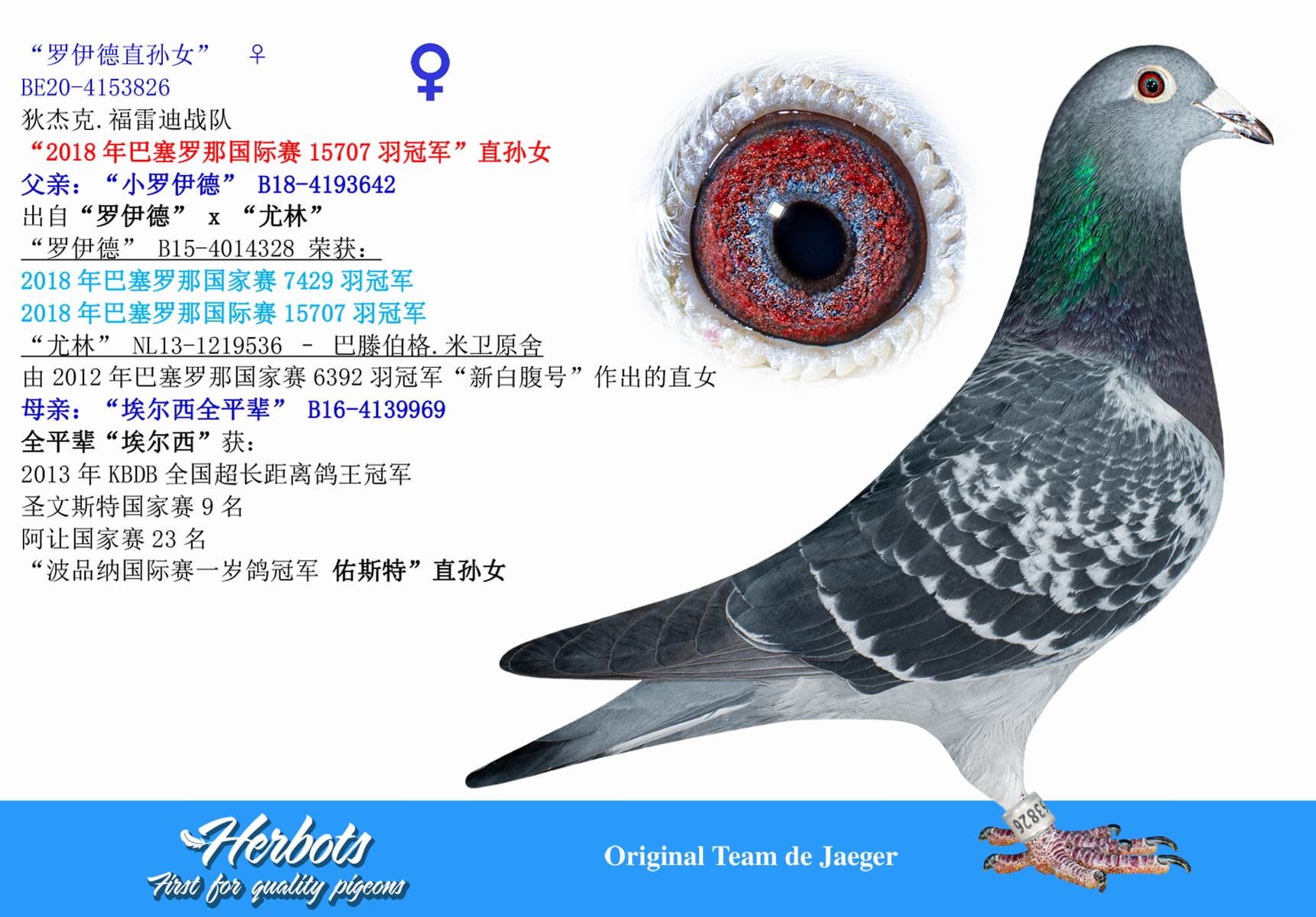 pigeon: undefined