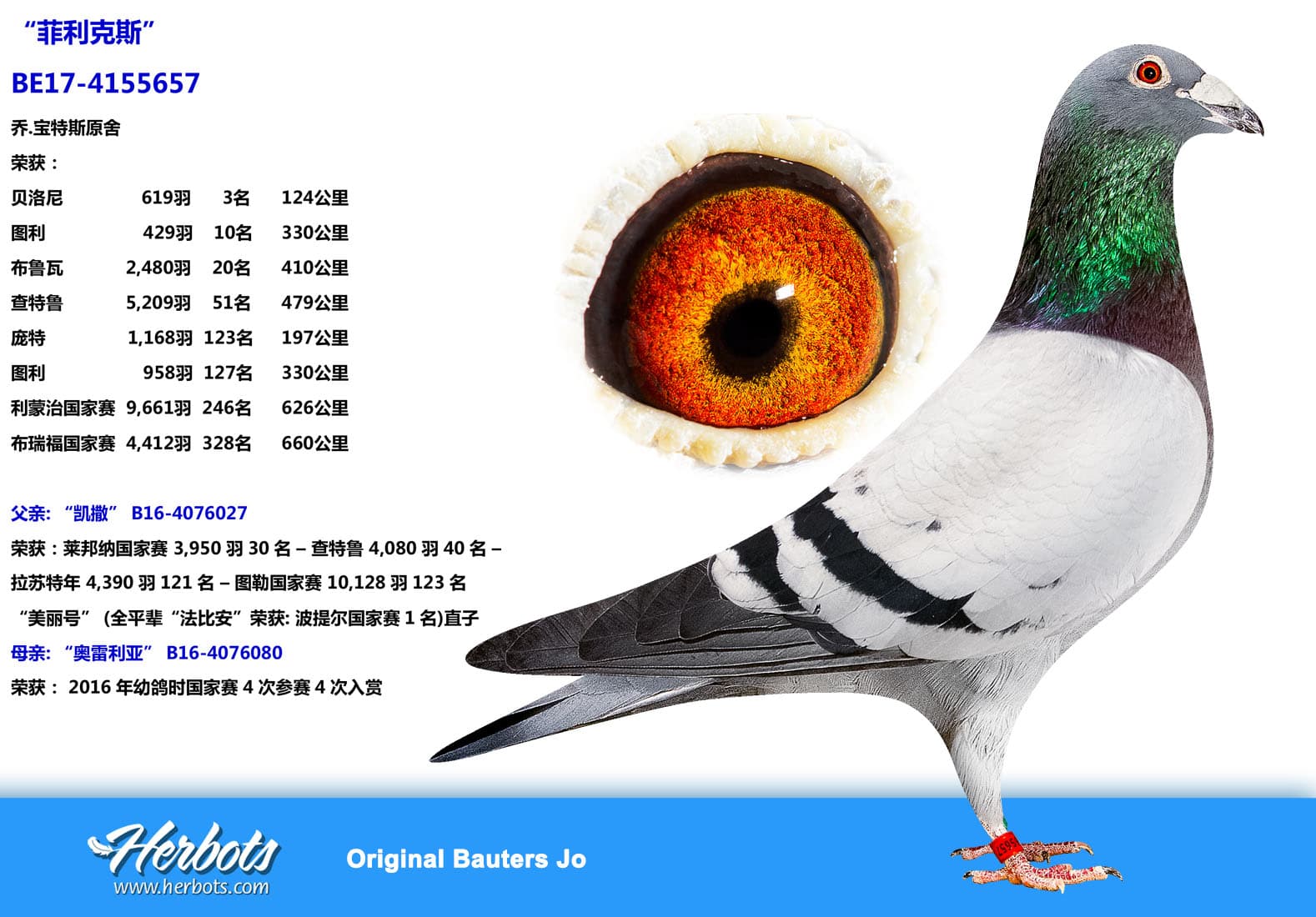 pigeon: “菲利克斯”