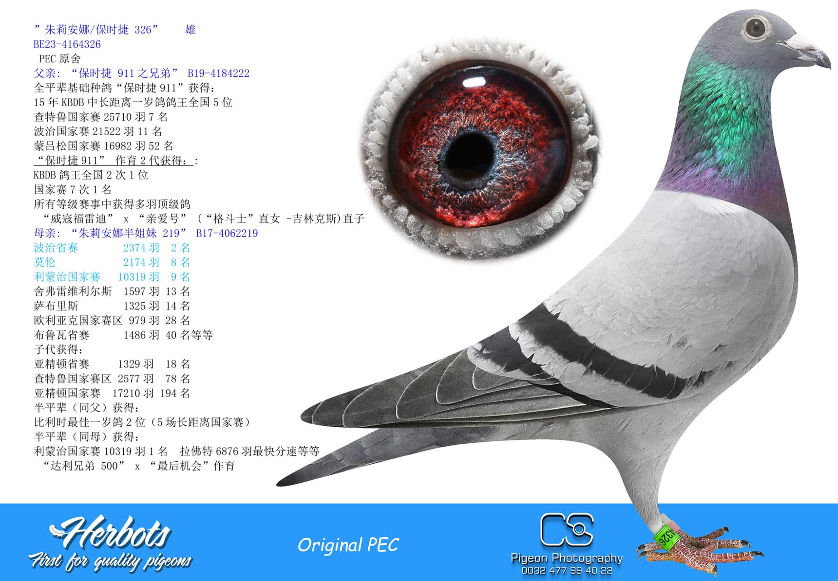 pigeon: undefined