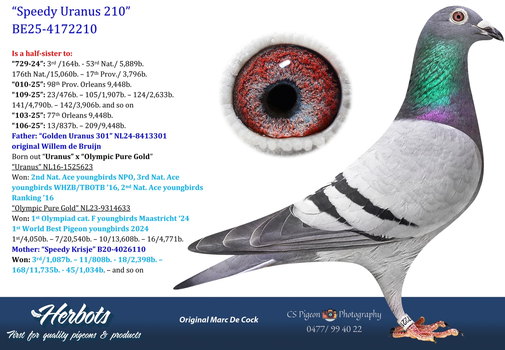 pigeon: undefined