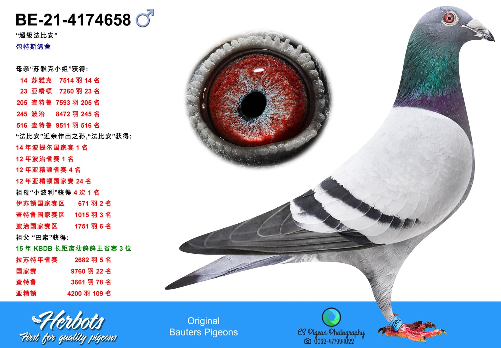 pigeon: undefined