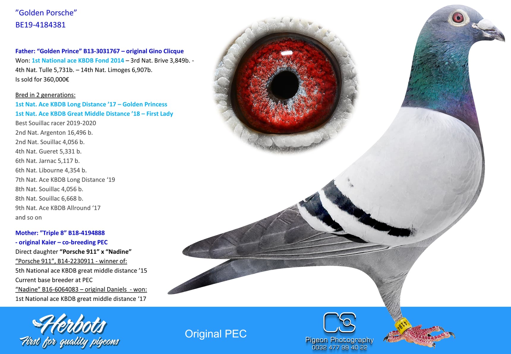 pigeon: undefined