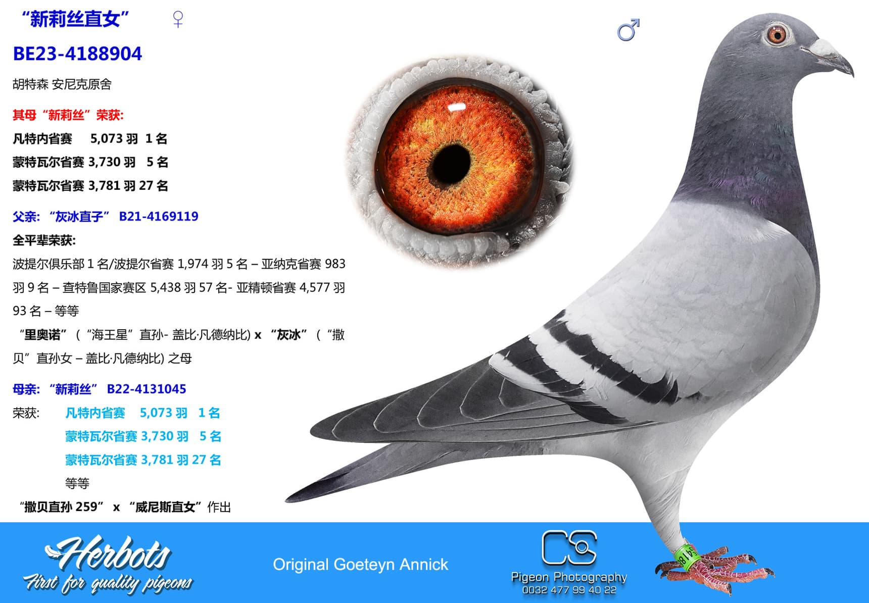 pigeon: “新莉丝直女”