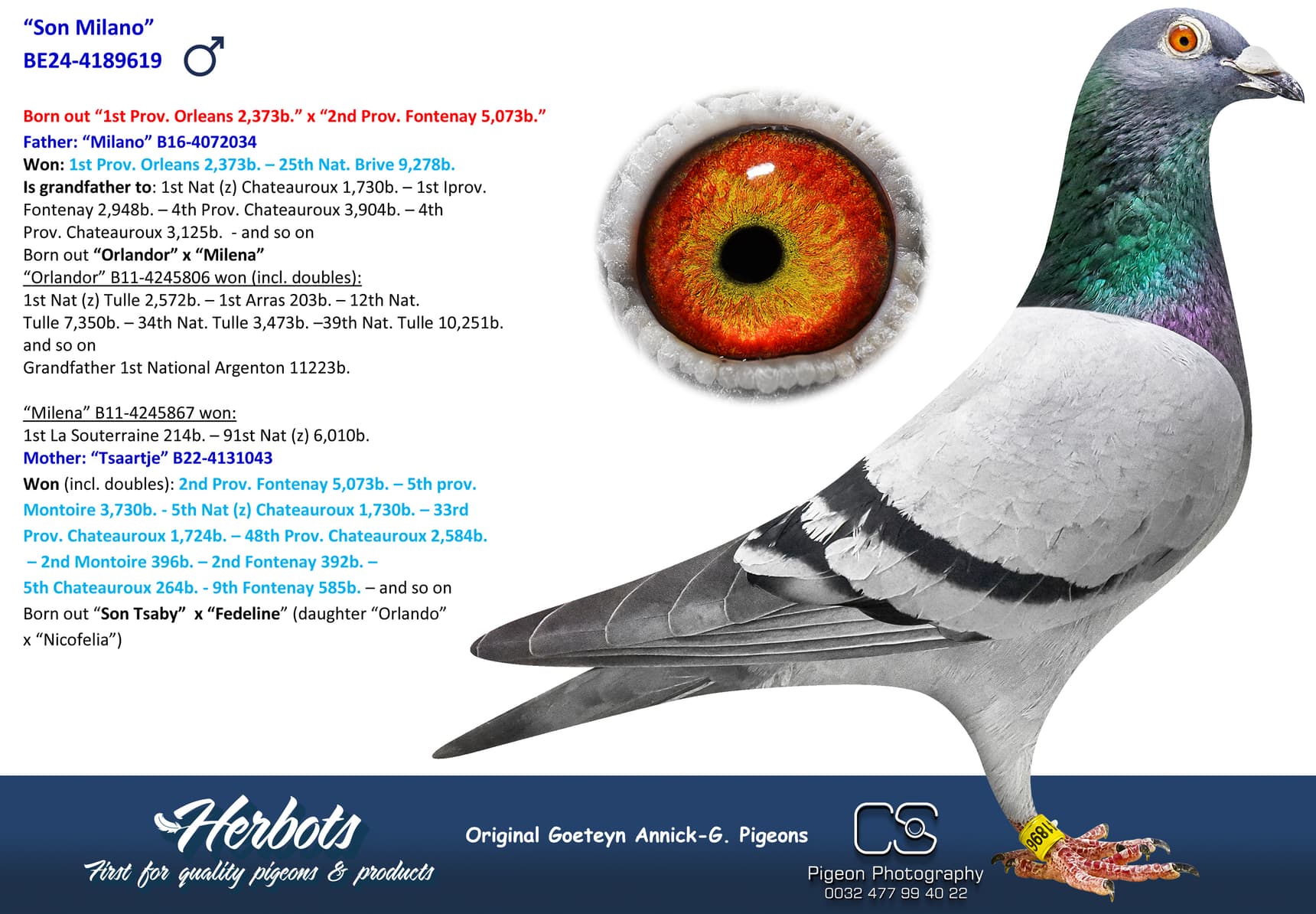 pigeon: undefined