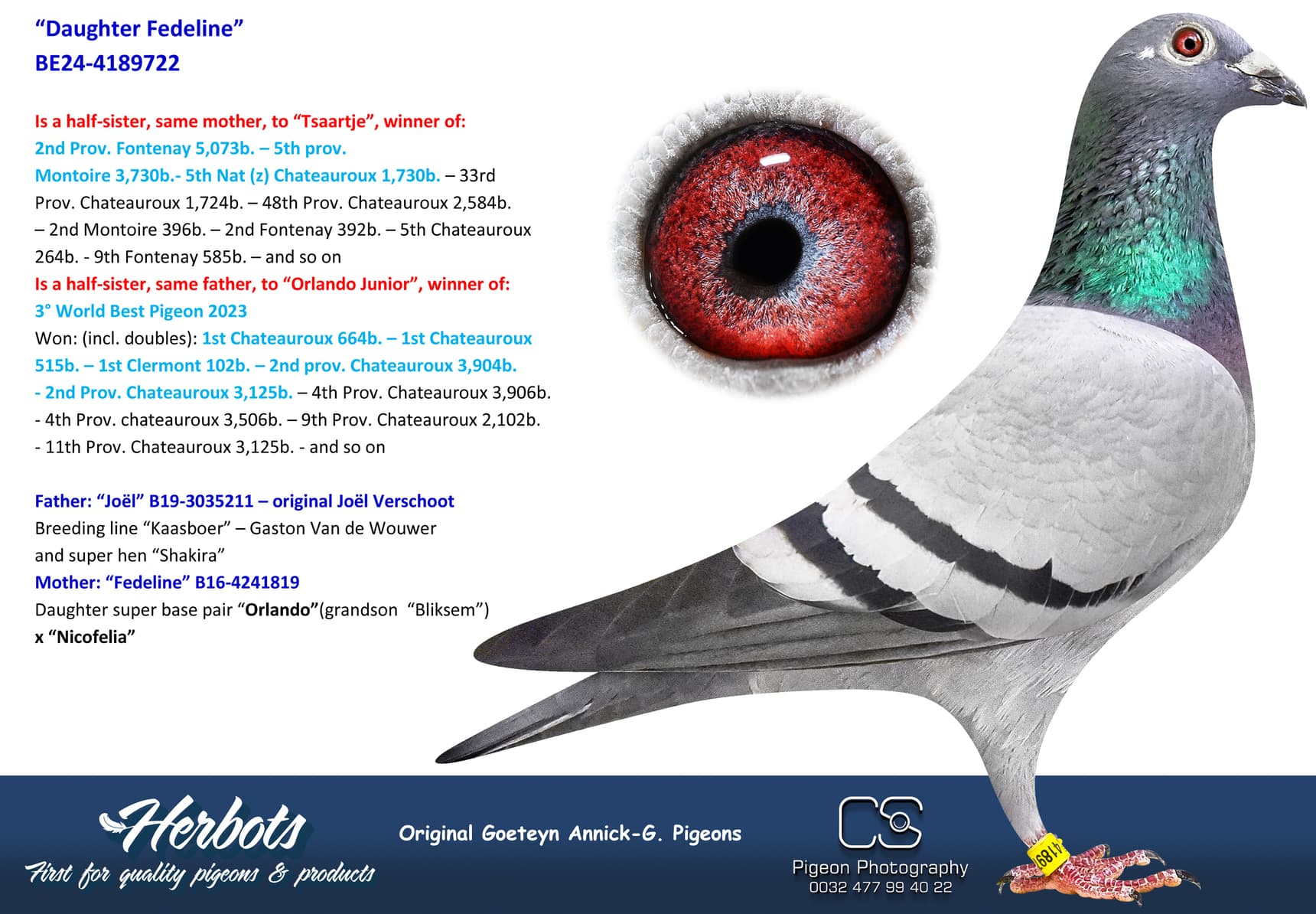 pigeon: undefined