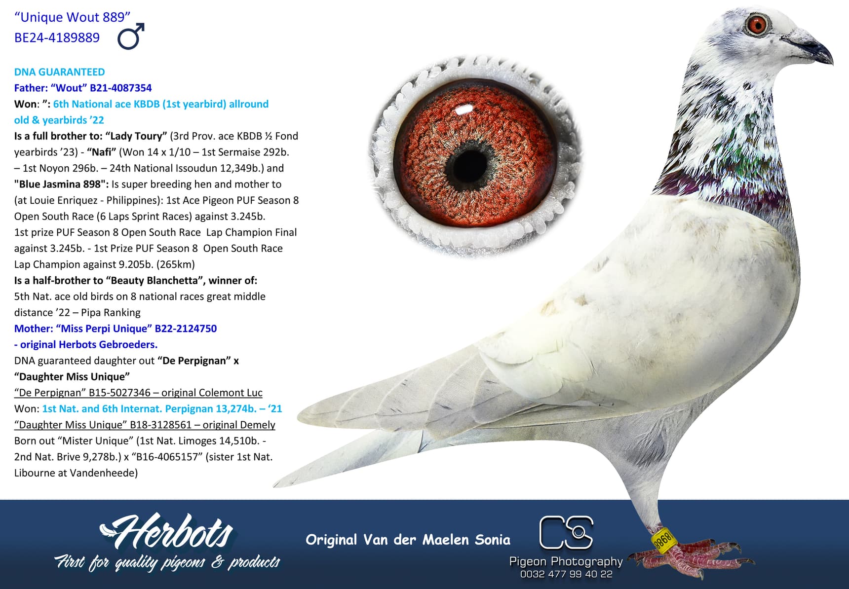 pigeon: undefined