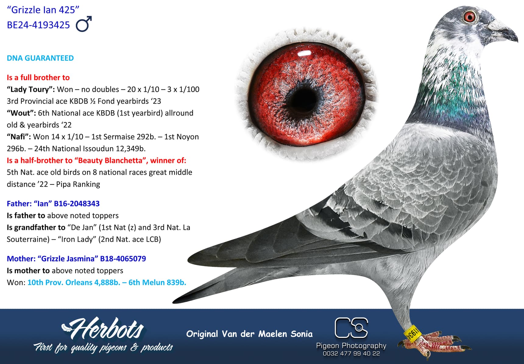 pigeon: undefined