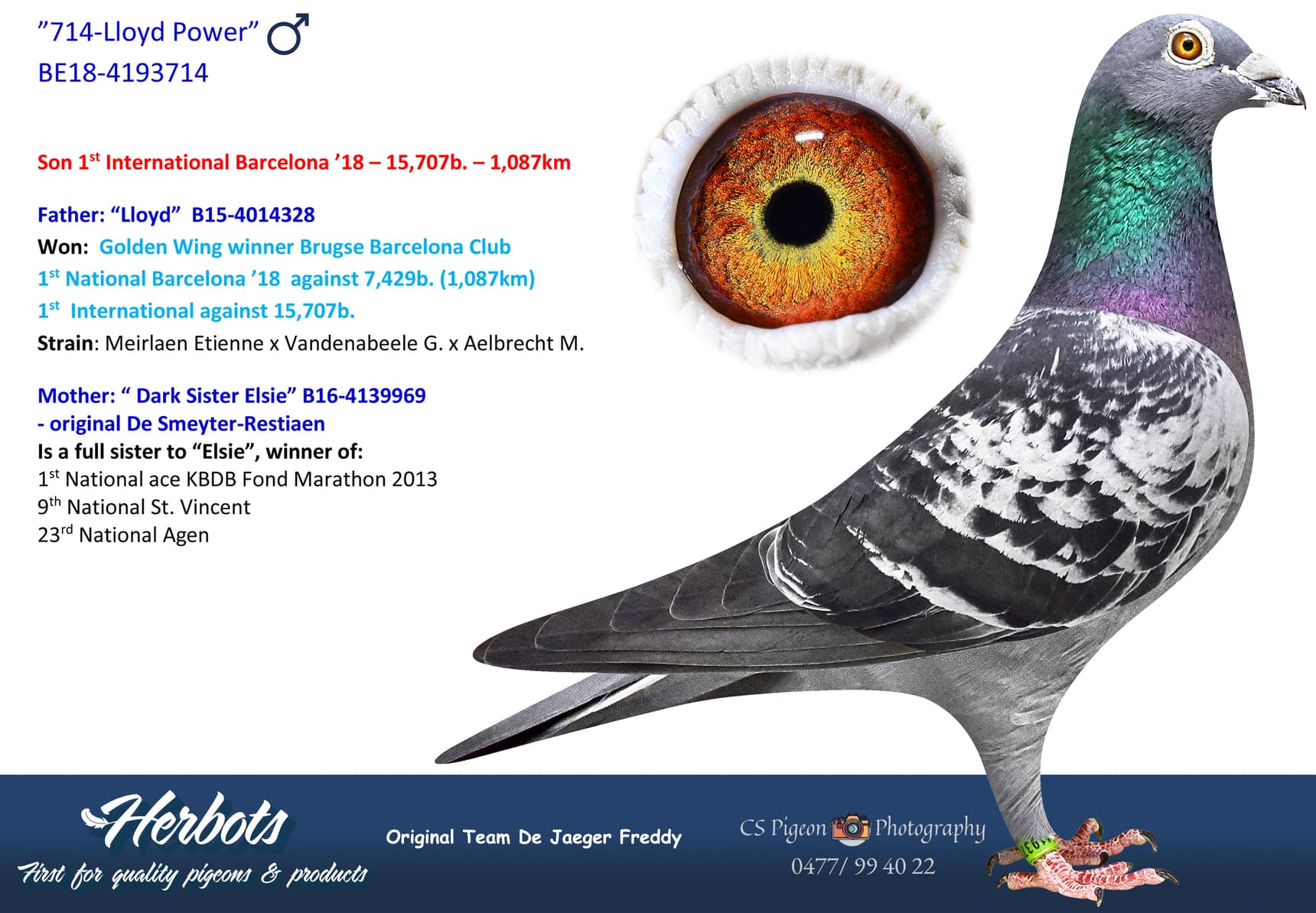 pigeon: undefined