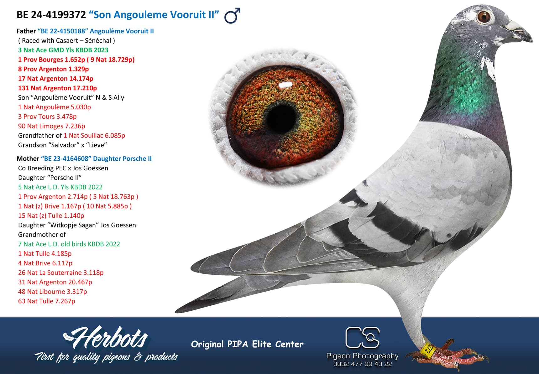 pigeon: undefined