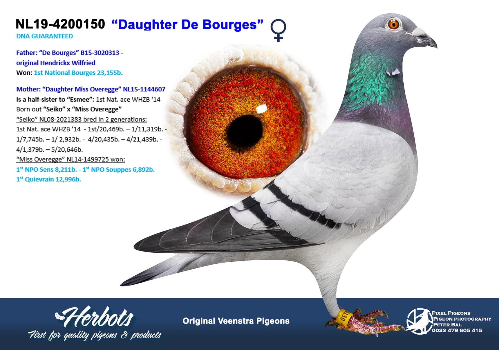 pigeon: undefined