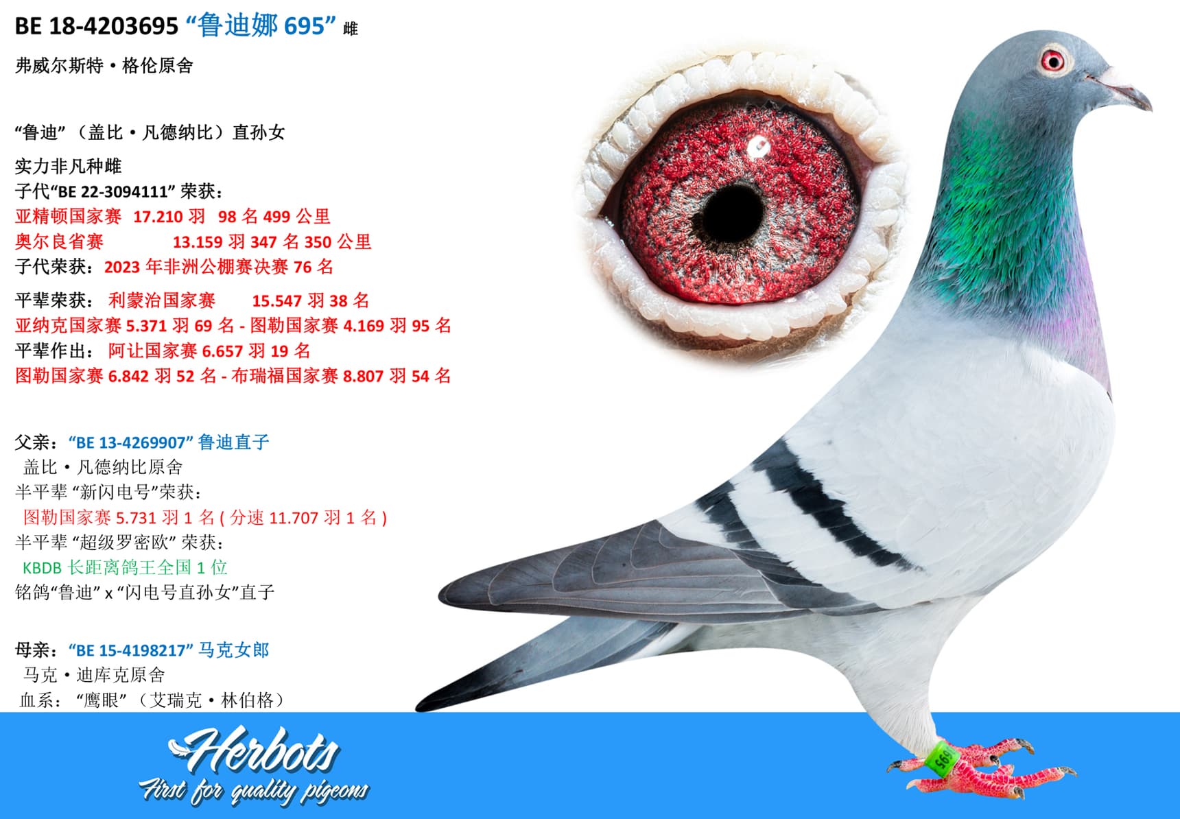 pigeon: undefined