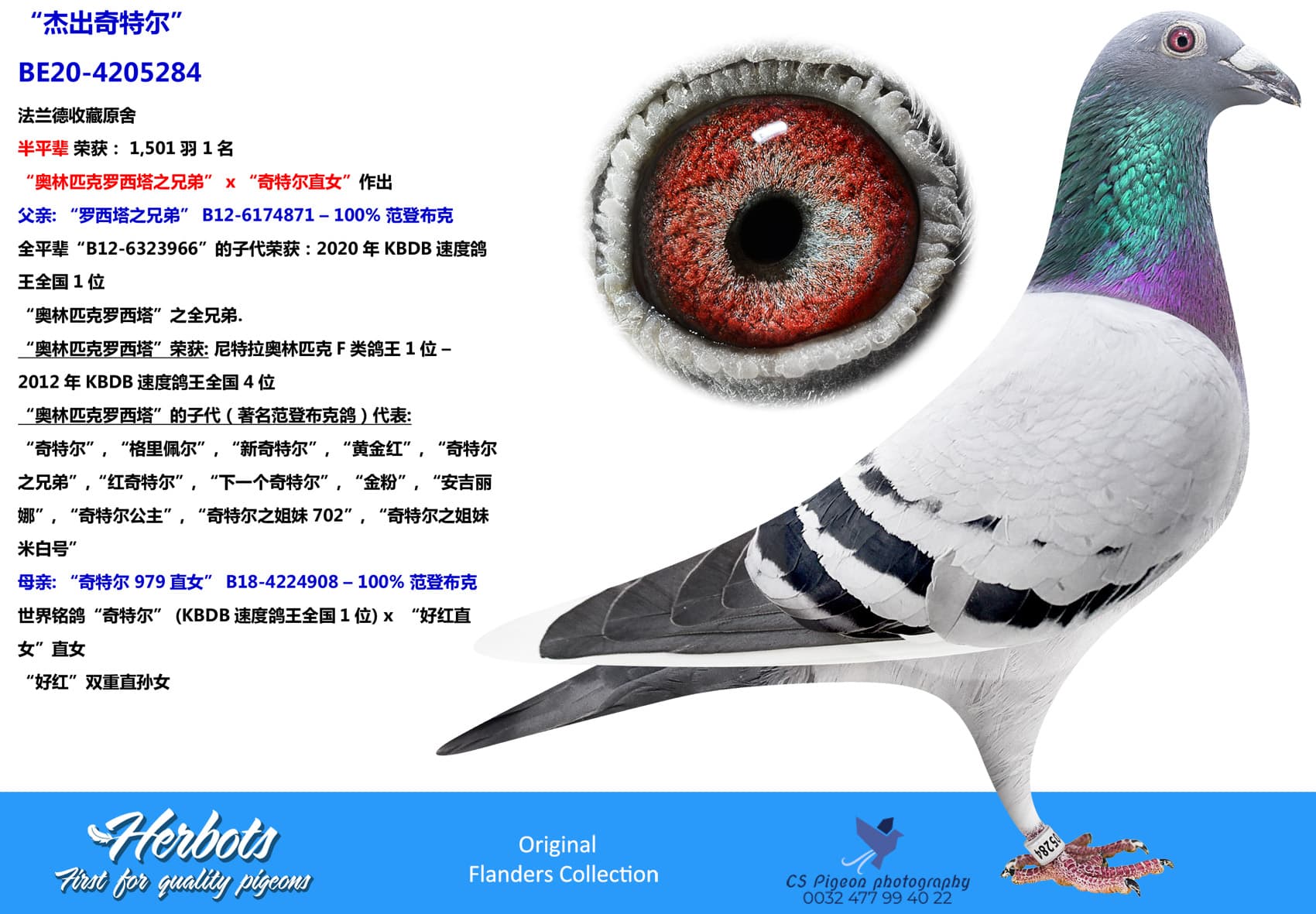 pigeon: undefined