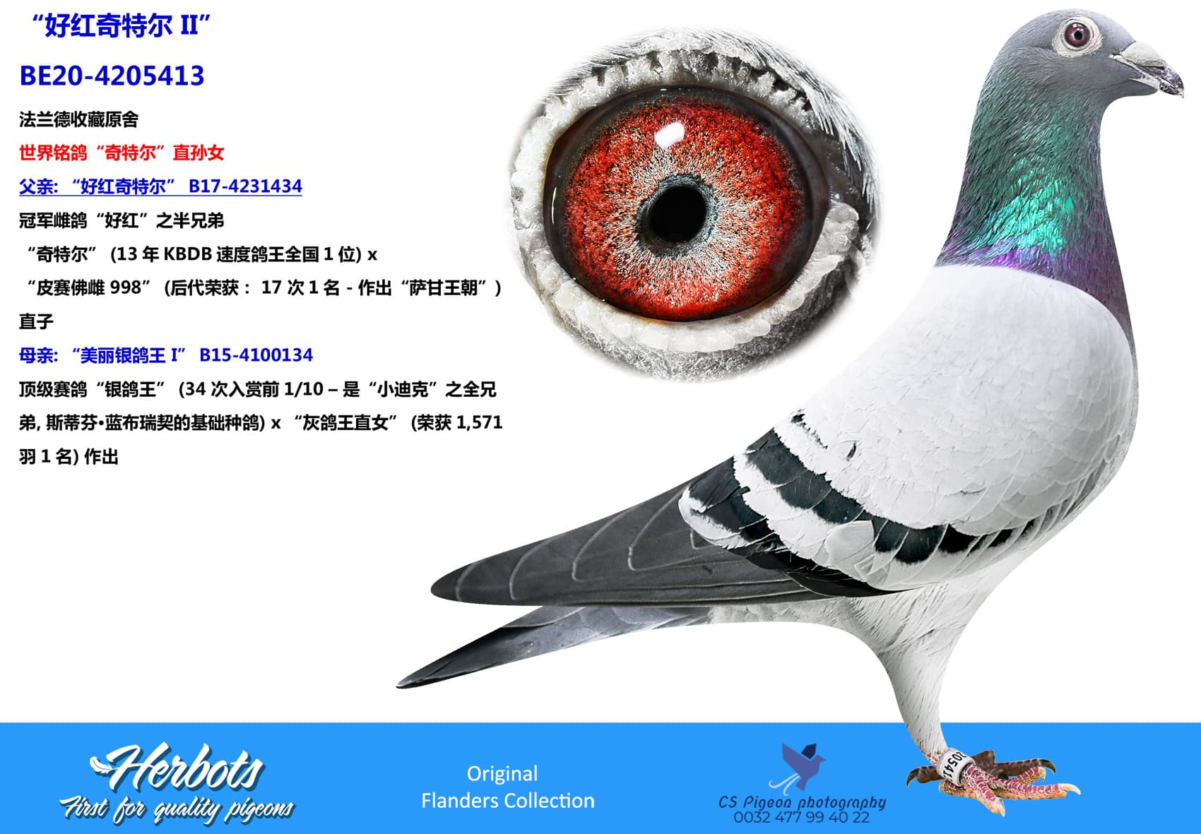 pigeon: undefined