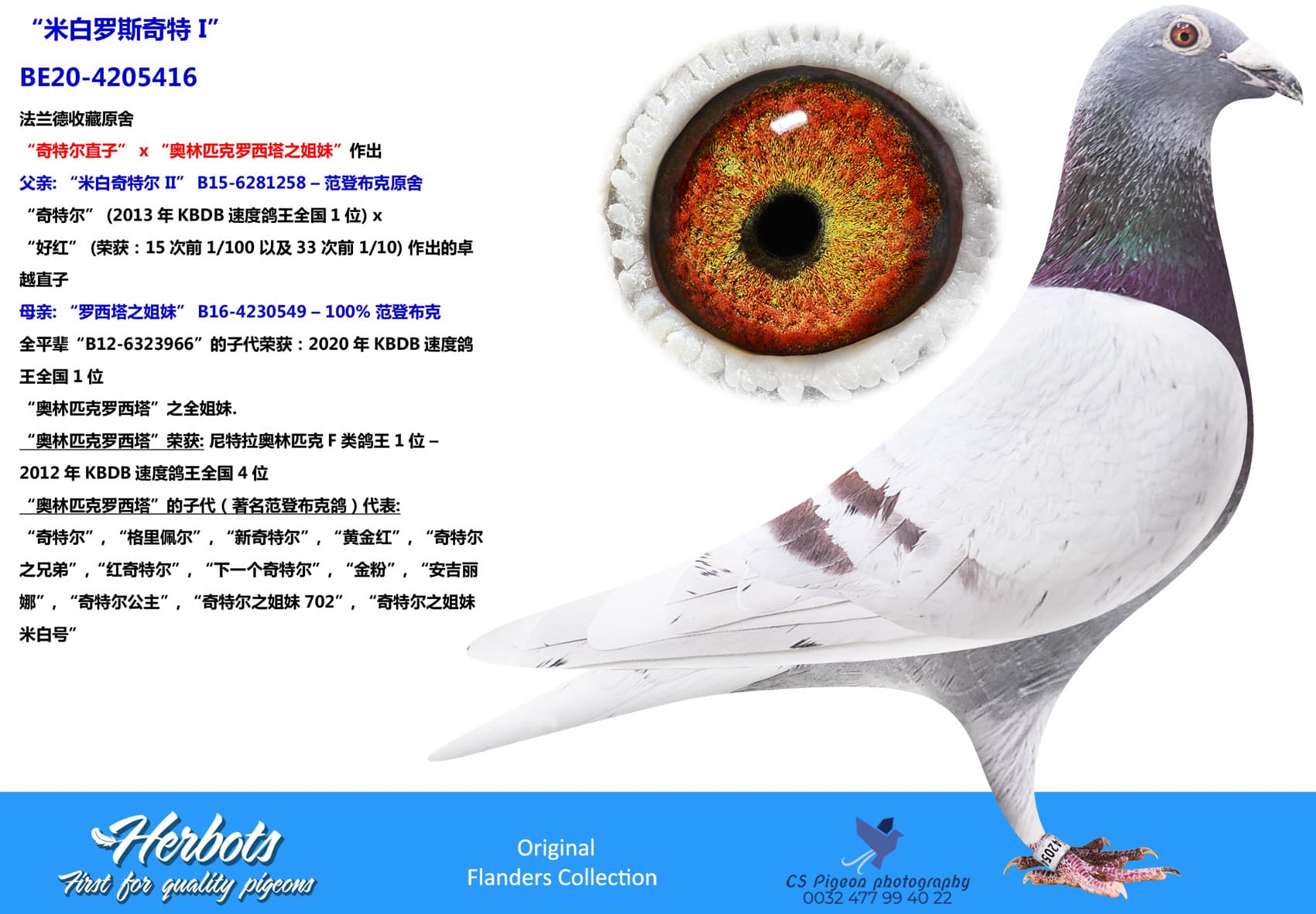 pigeon: undefined
