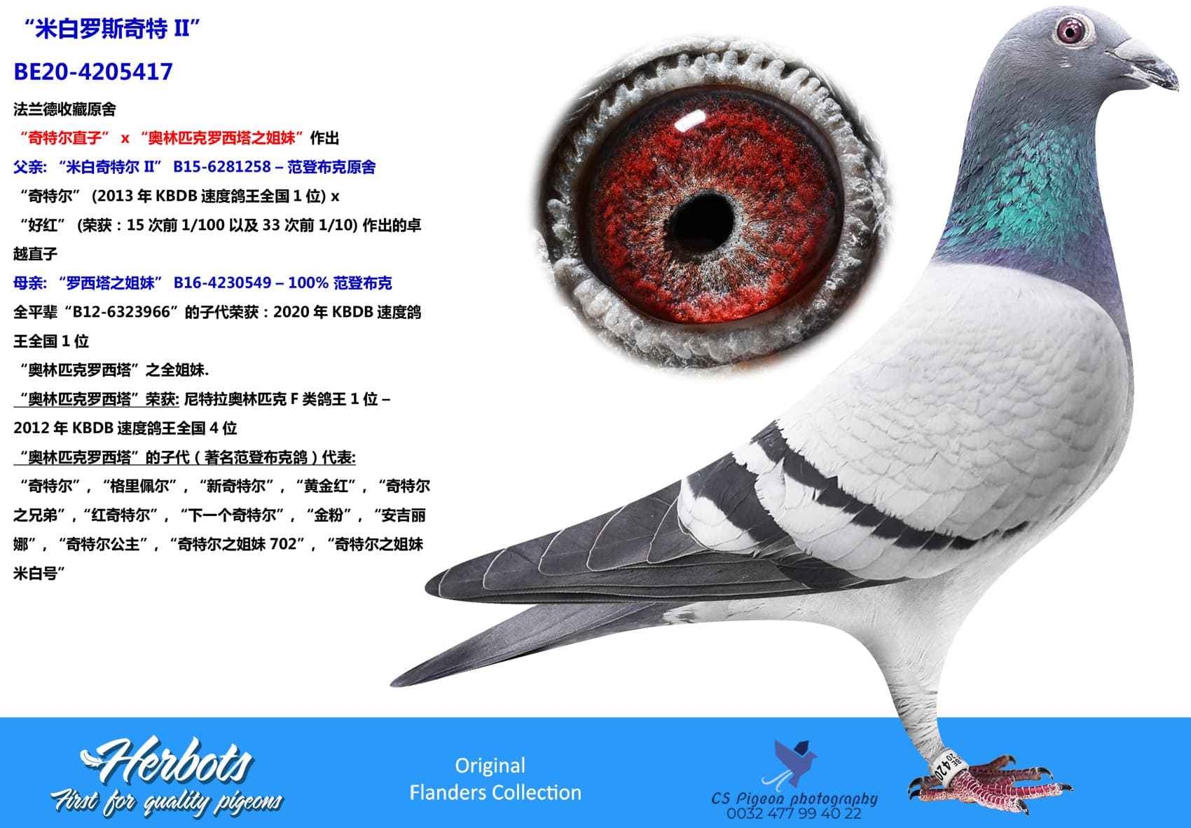 pigeon: undefined