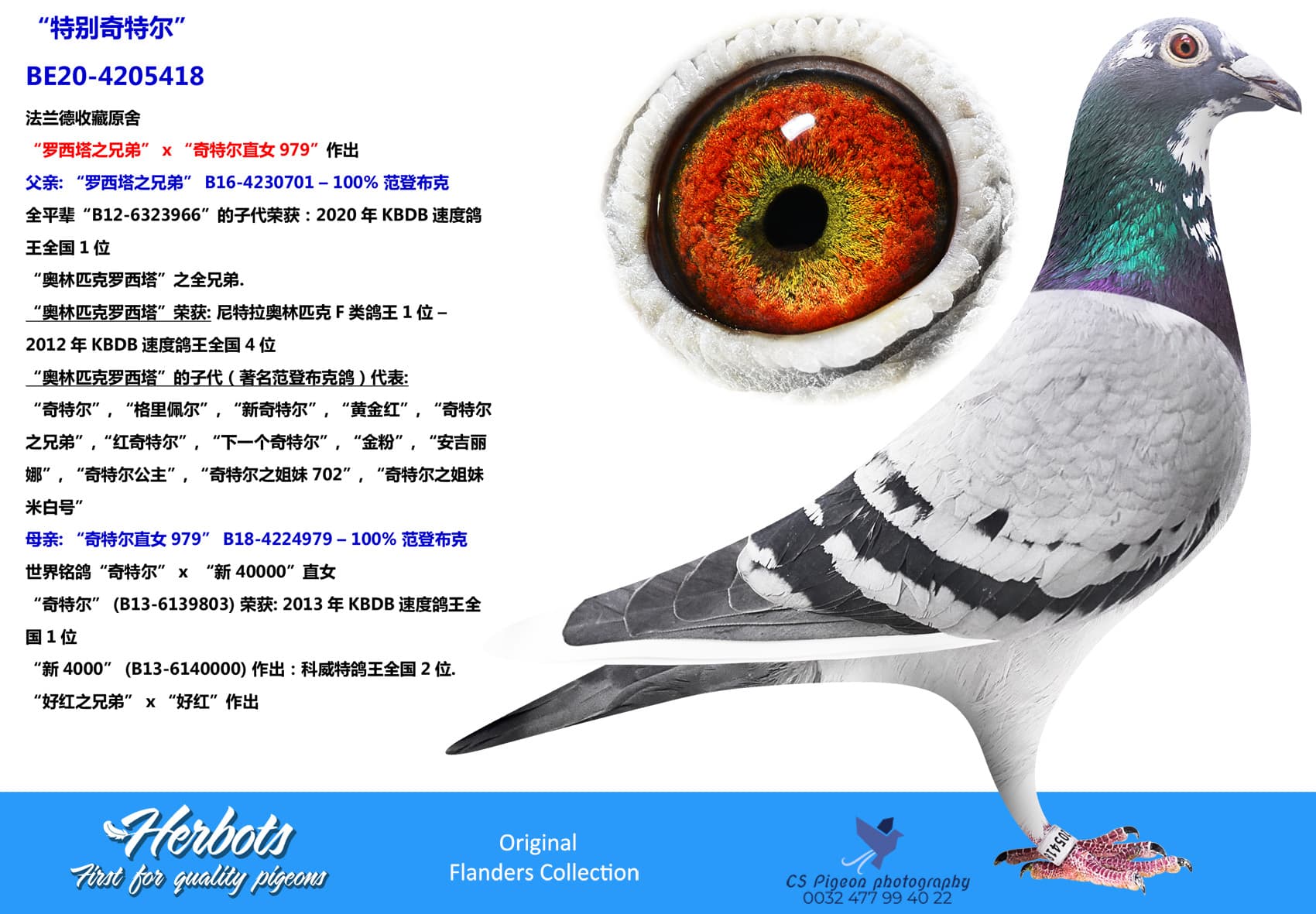 pigeon: undefined