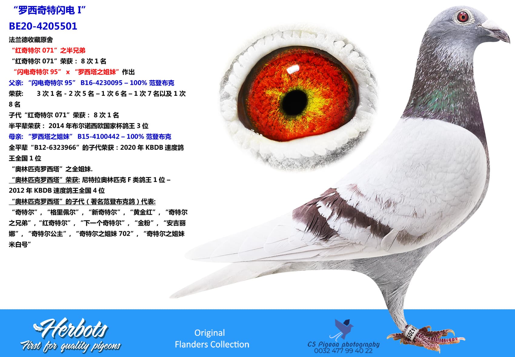 pigeon: undefined