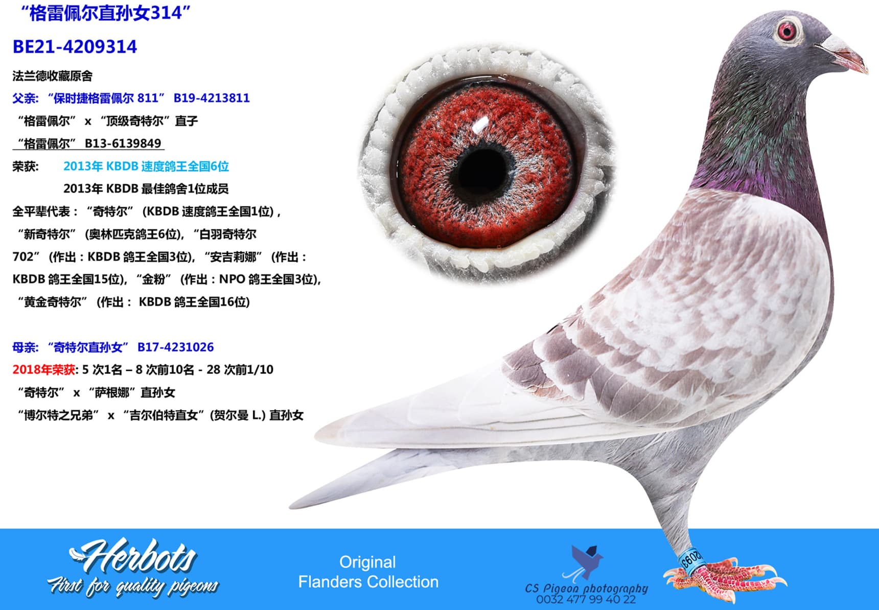 pigeon: undefined