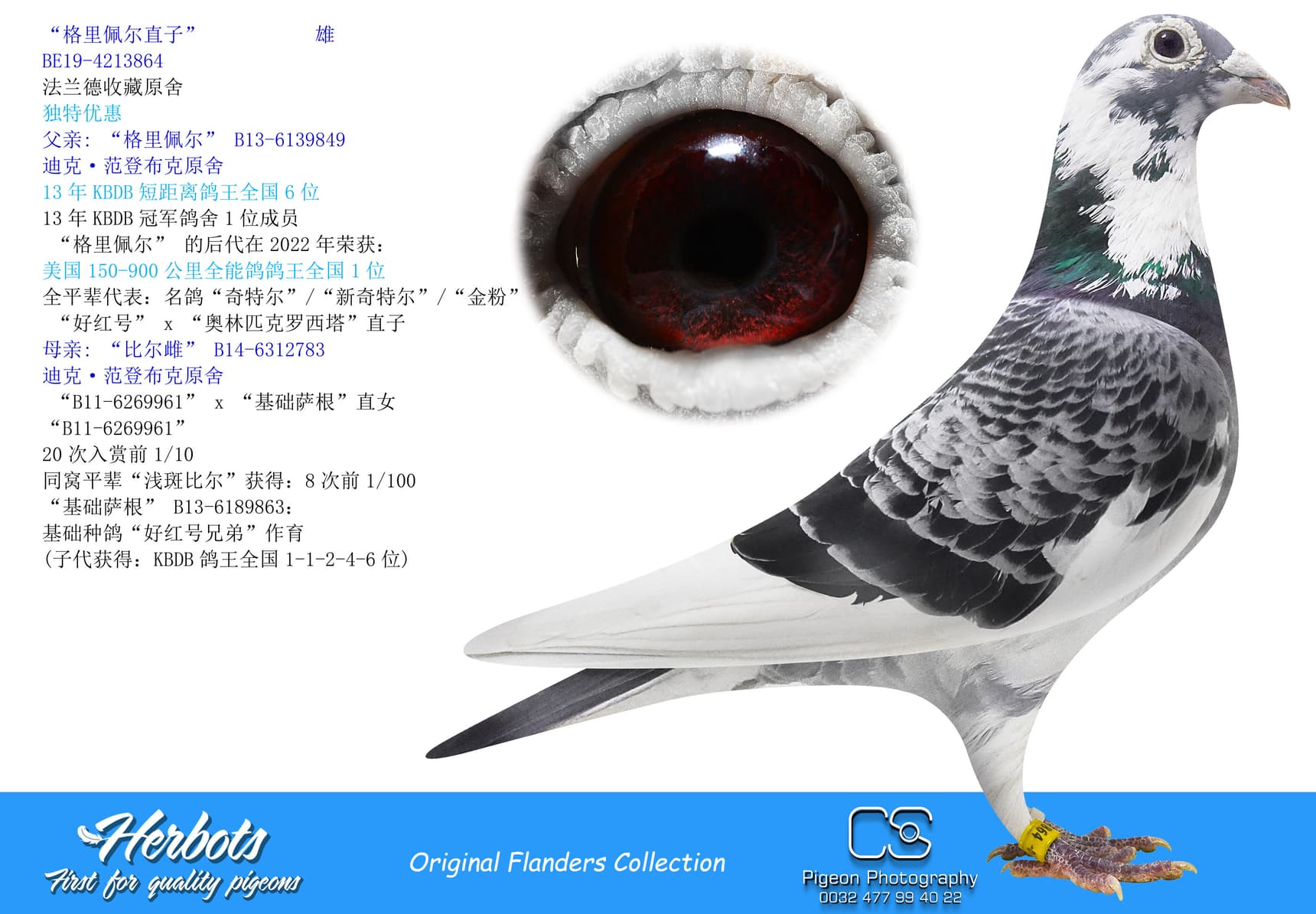 pigeon: undefined