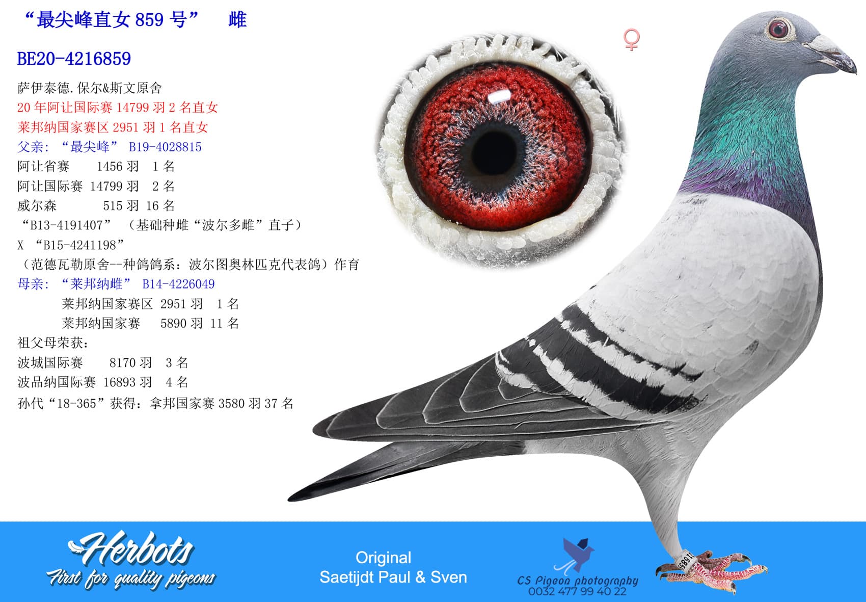 pigeon: undefined