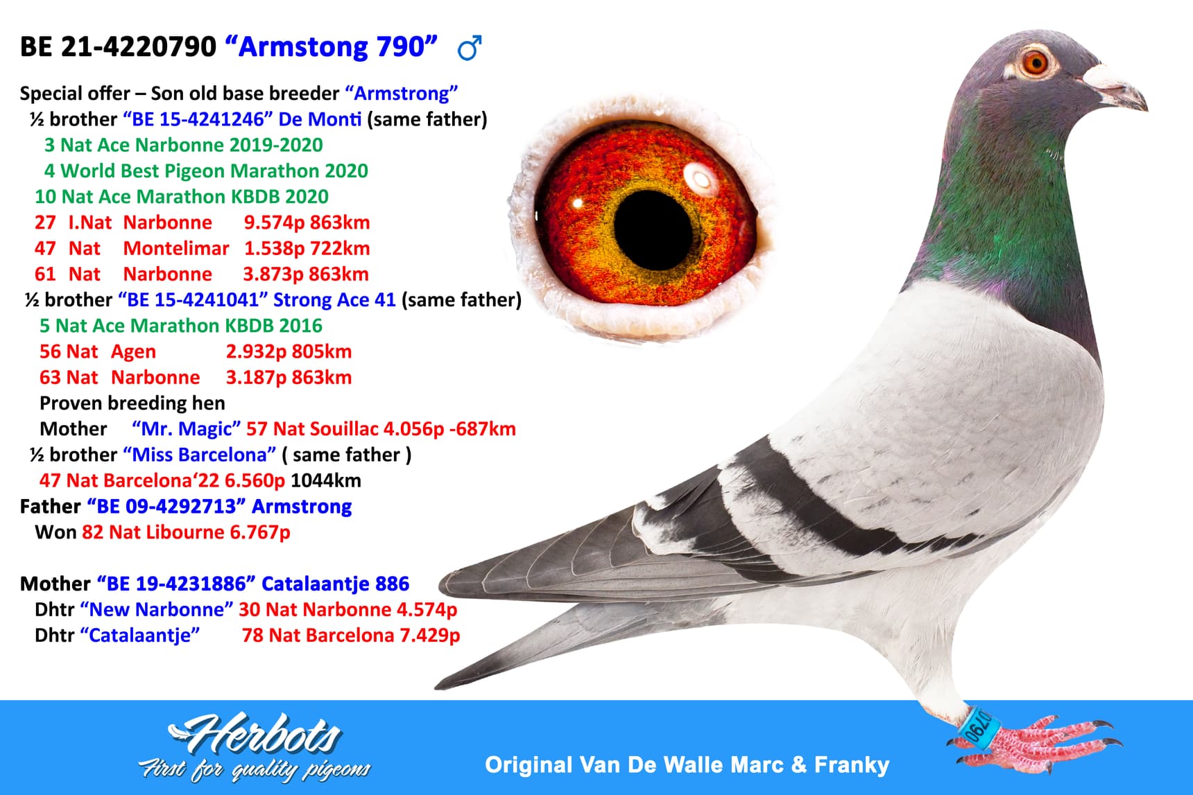pigeon: undefined