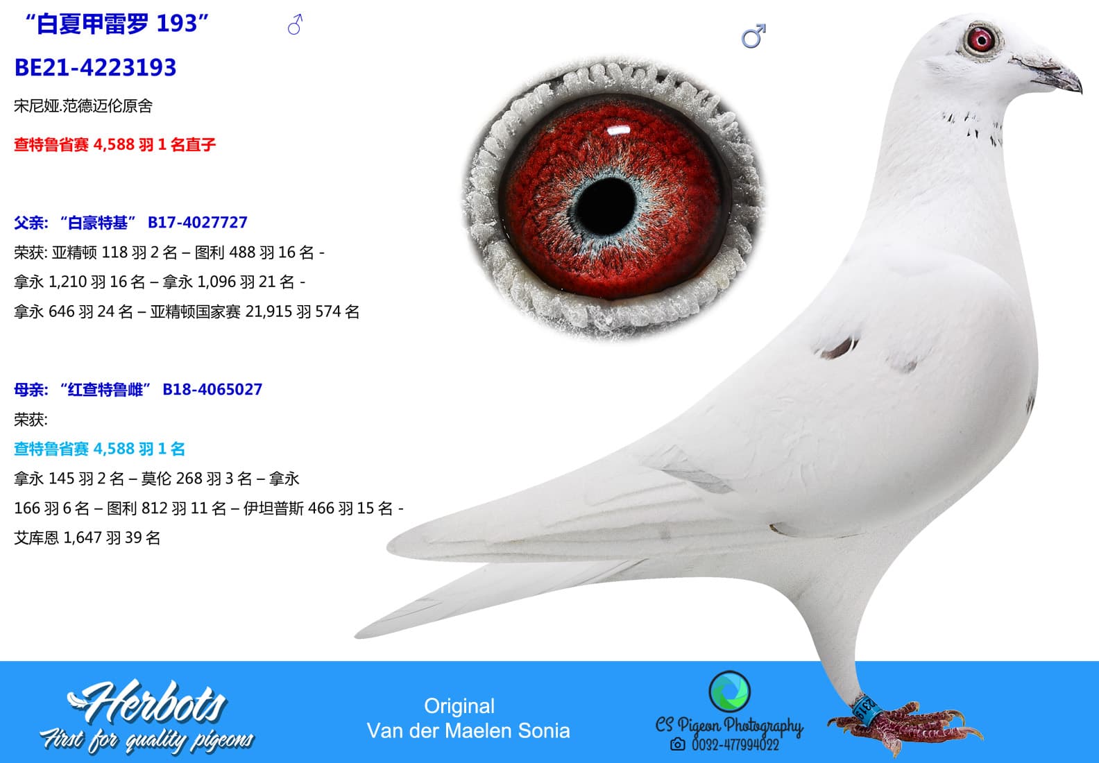 pigeon: undefined